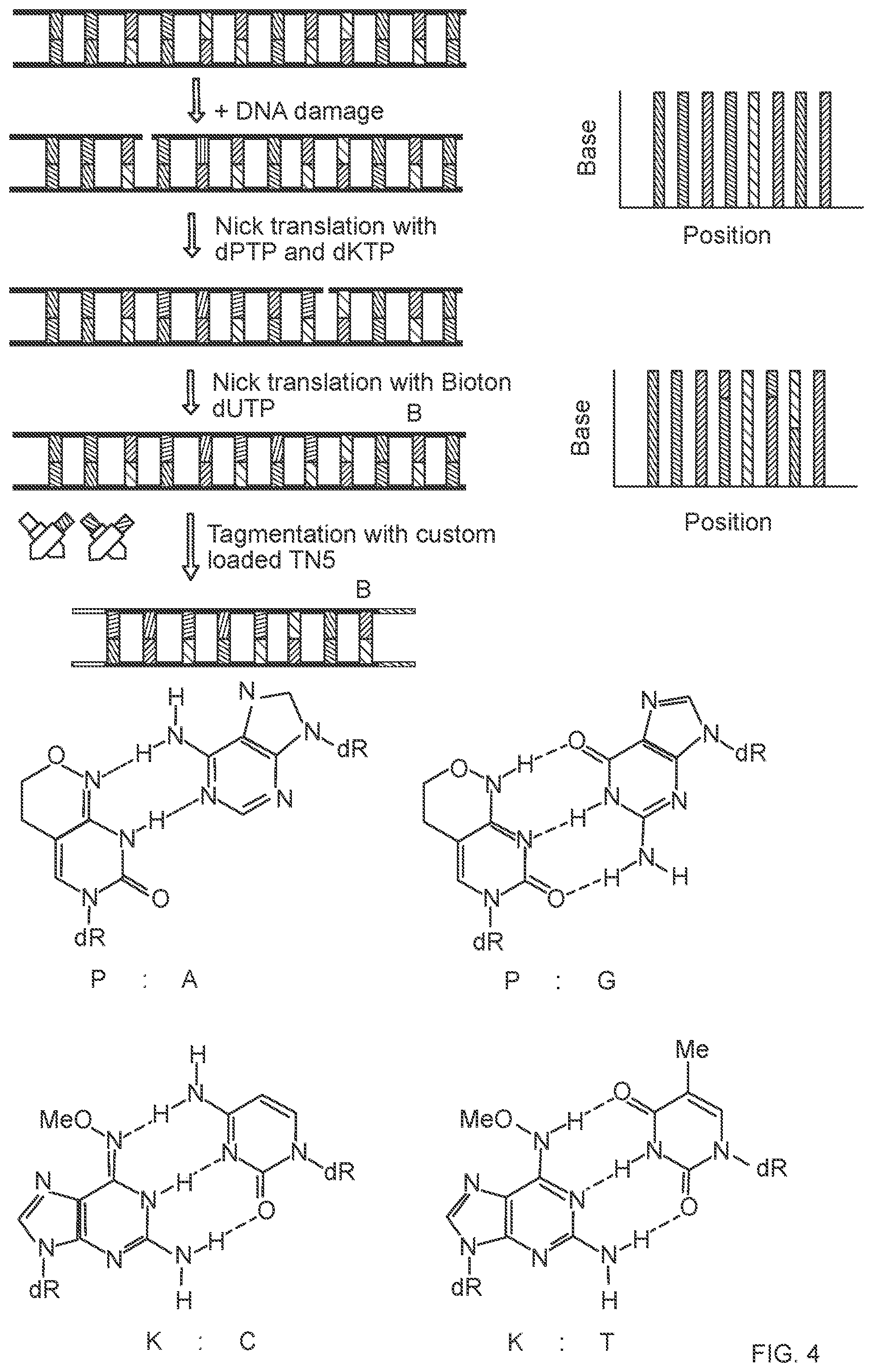 Patent US12338486 Figure 3 – Single-stranded break detection in double-stranded DNA