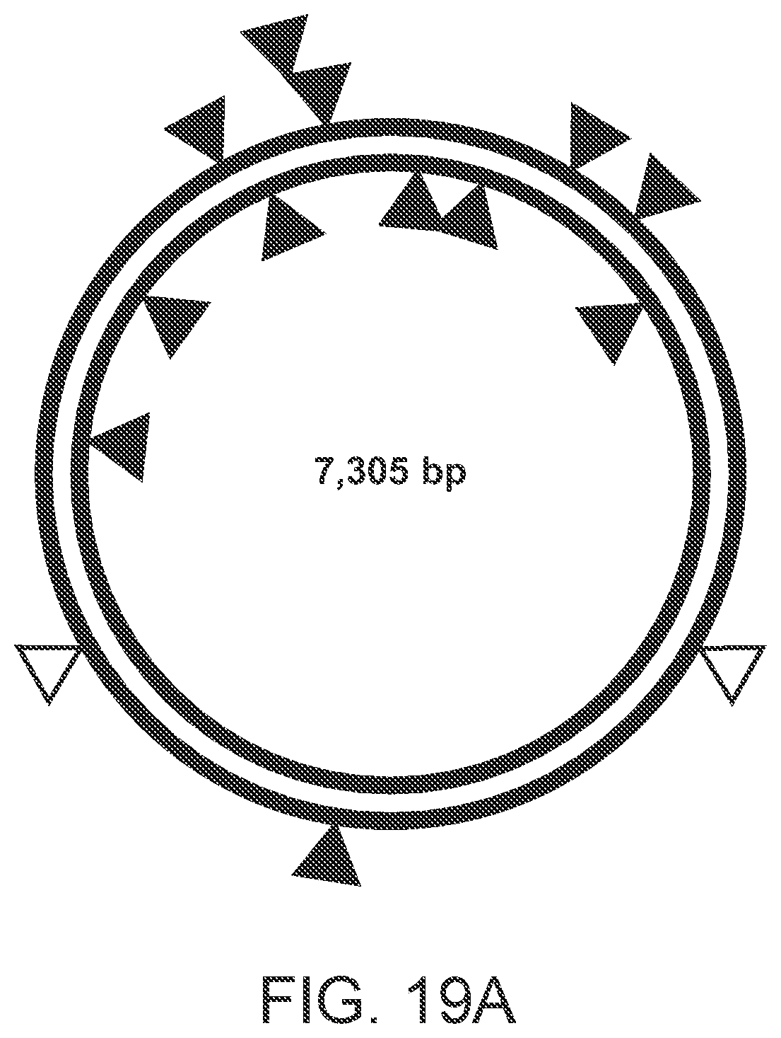 Patent US12338486 Figure 17 – Single-stranded break detection in double-stranded DNA