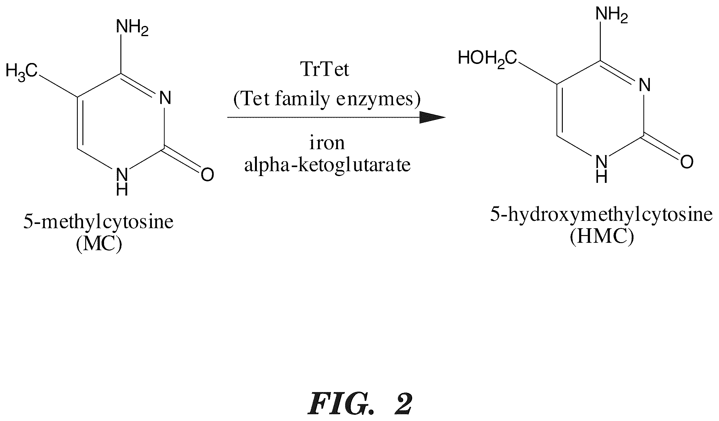 Patent US12338489 Figure 2 – Selective oxidation of 5-methylcytosine by TET-family proteins
