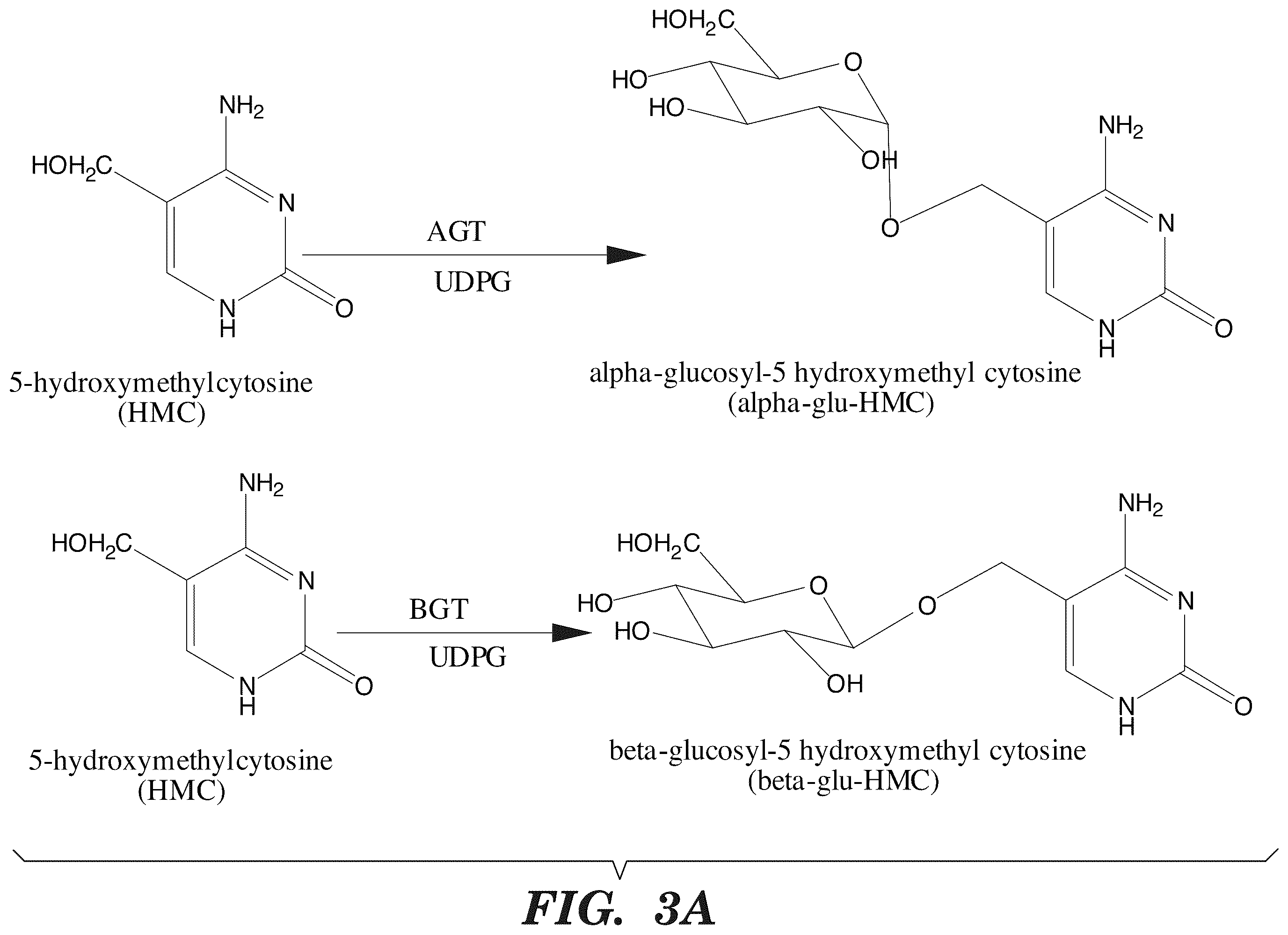 Patent US12338489 Figure 3 – Selective oxidation of 5-methylcytosine by TET-family proteins