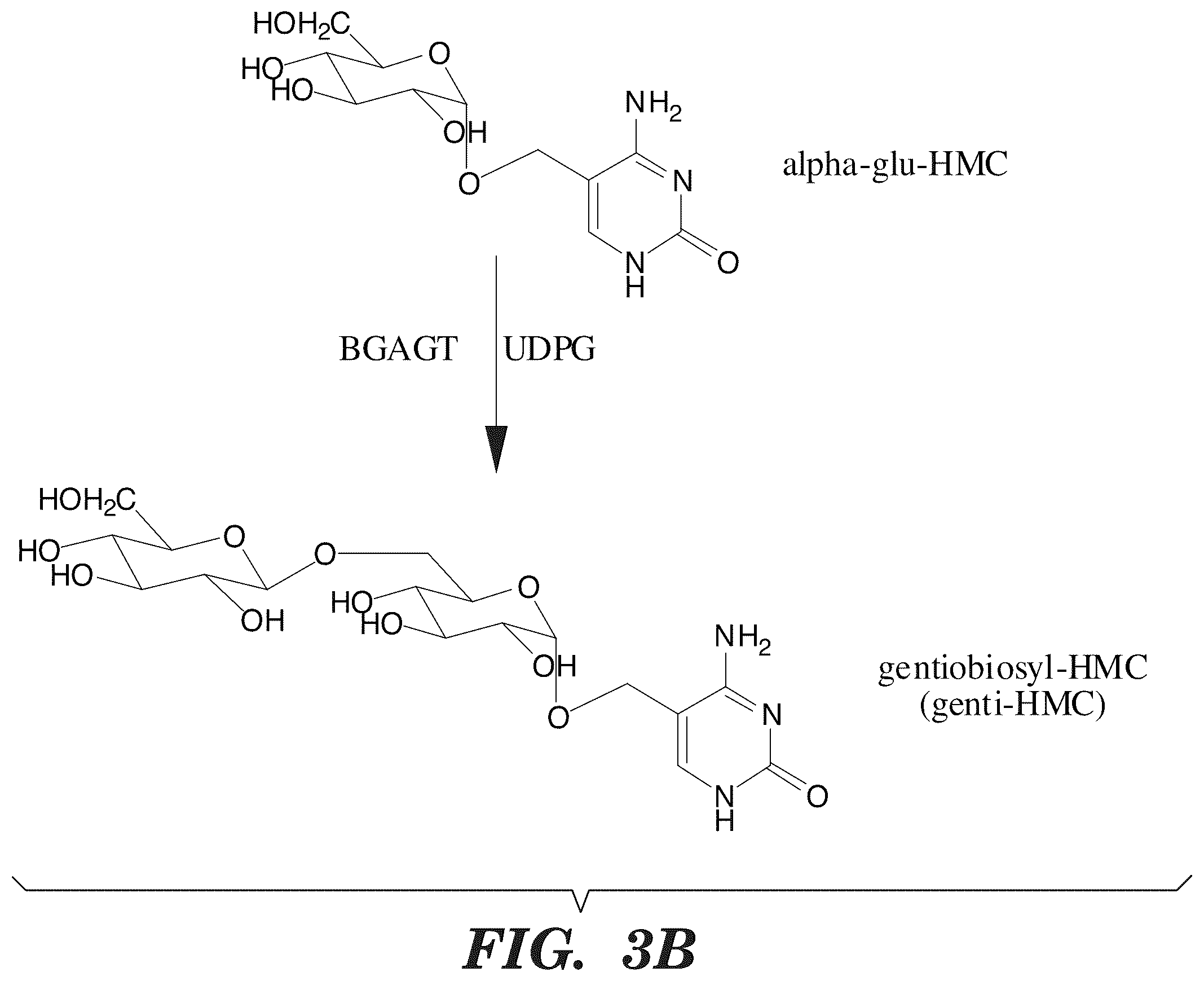 Patent US12338489 Figure 4 – Selective oxidation of 5-methylcytosine by TET-family proteins