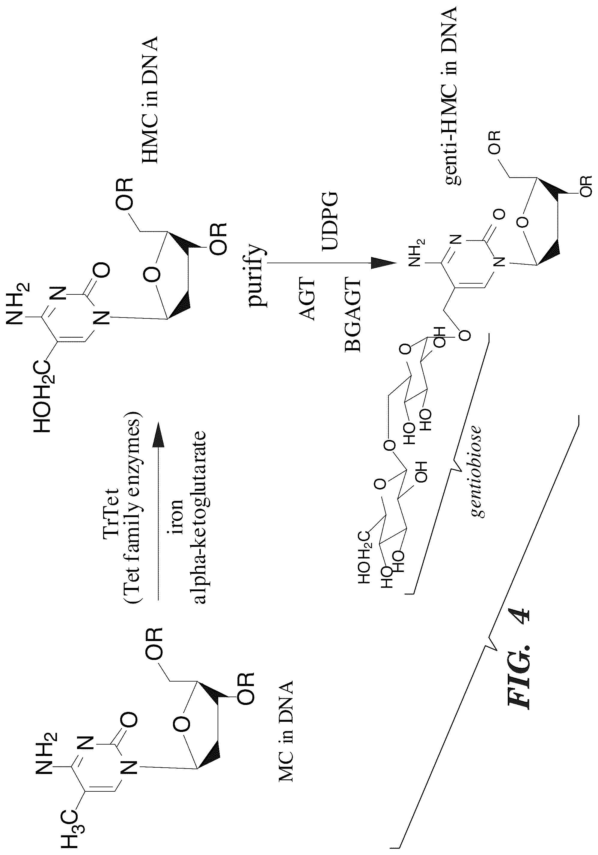 Patent US12338489 Figure 5 – Selective oxidation of 5-methylcytosine by TET-family proteins