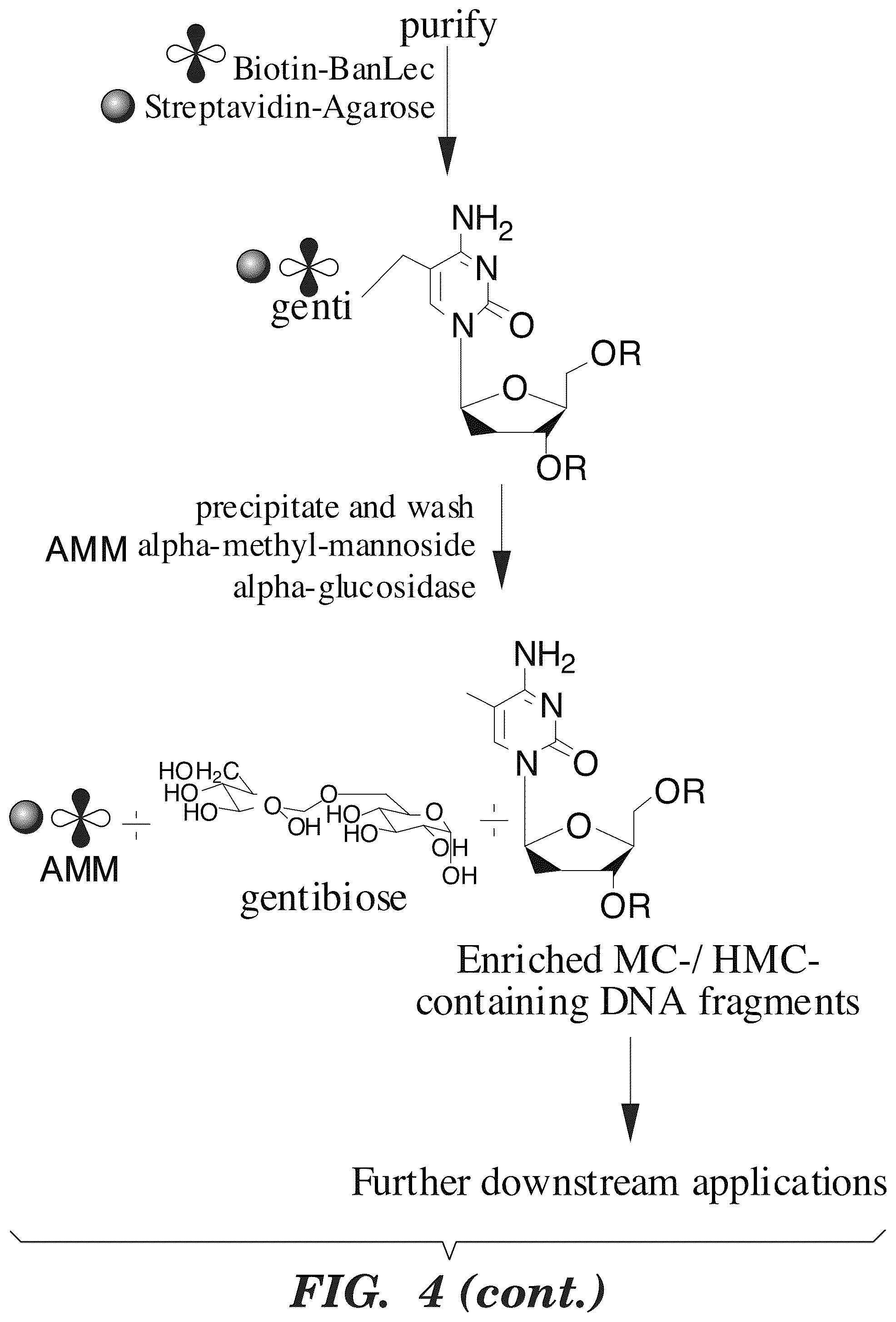 Patent US12338489 Figure 6 – Selective oxidation of 5-methylcytosine by TET-family proteins