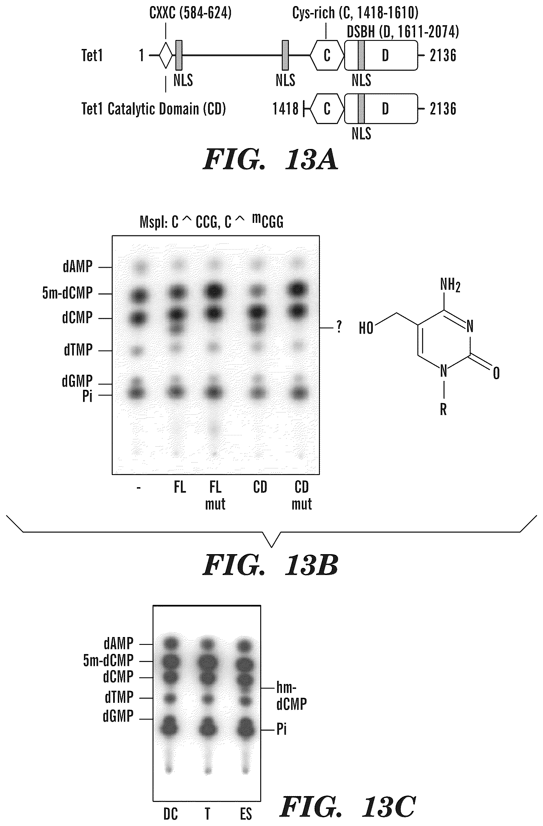 Patent US12338489 Figure 20 – Selective oxidation of 5-methylcytosine by TET-family proteins