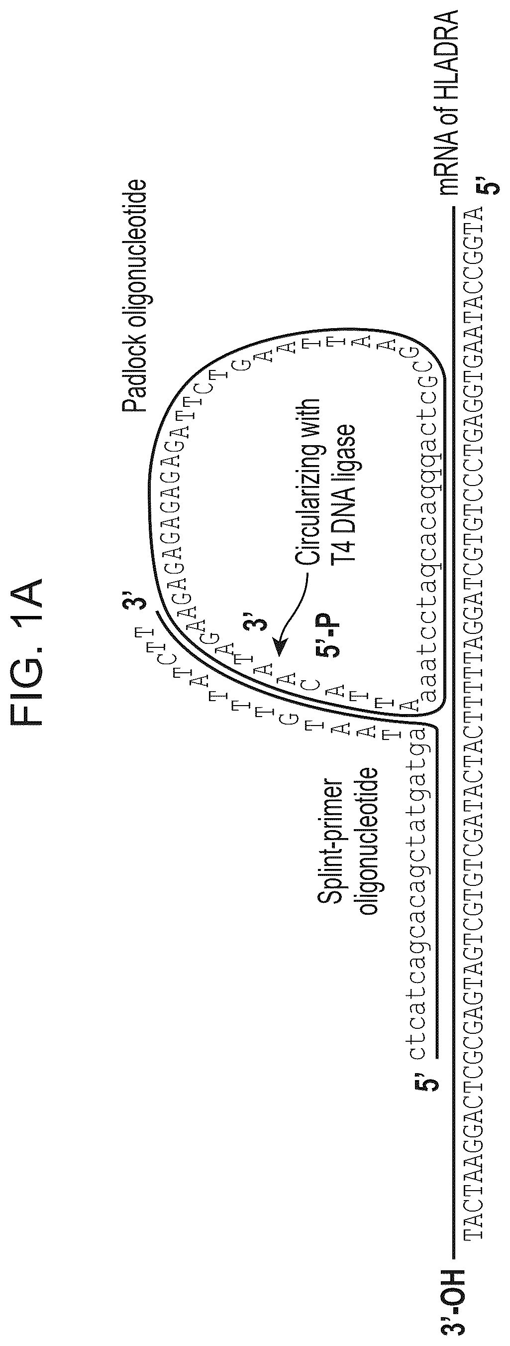 Patent US12338490 — Multiplexed single molecule RNA visualization with a two-probe proximity ligation system — Figure 1