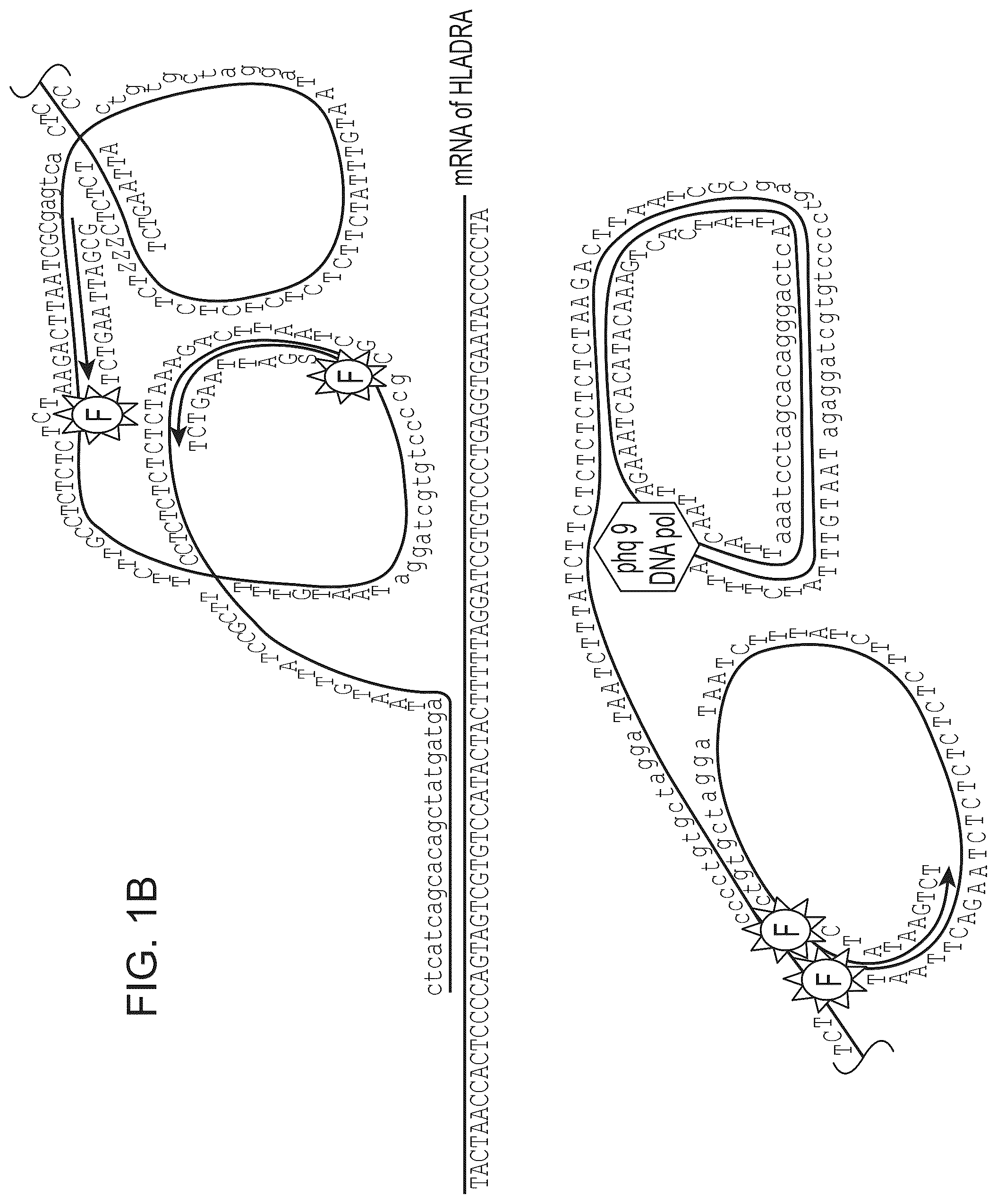 Patent US12338490 Figure 2 – Multiplexed single molecule RNA visualization with a two-probe proximity ligation system