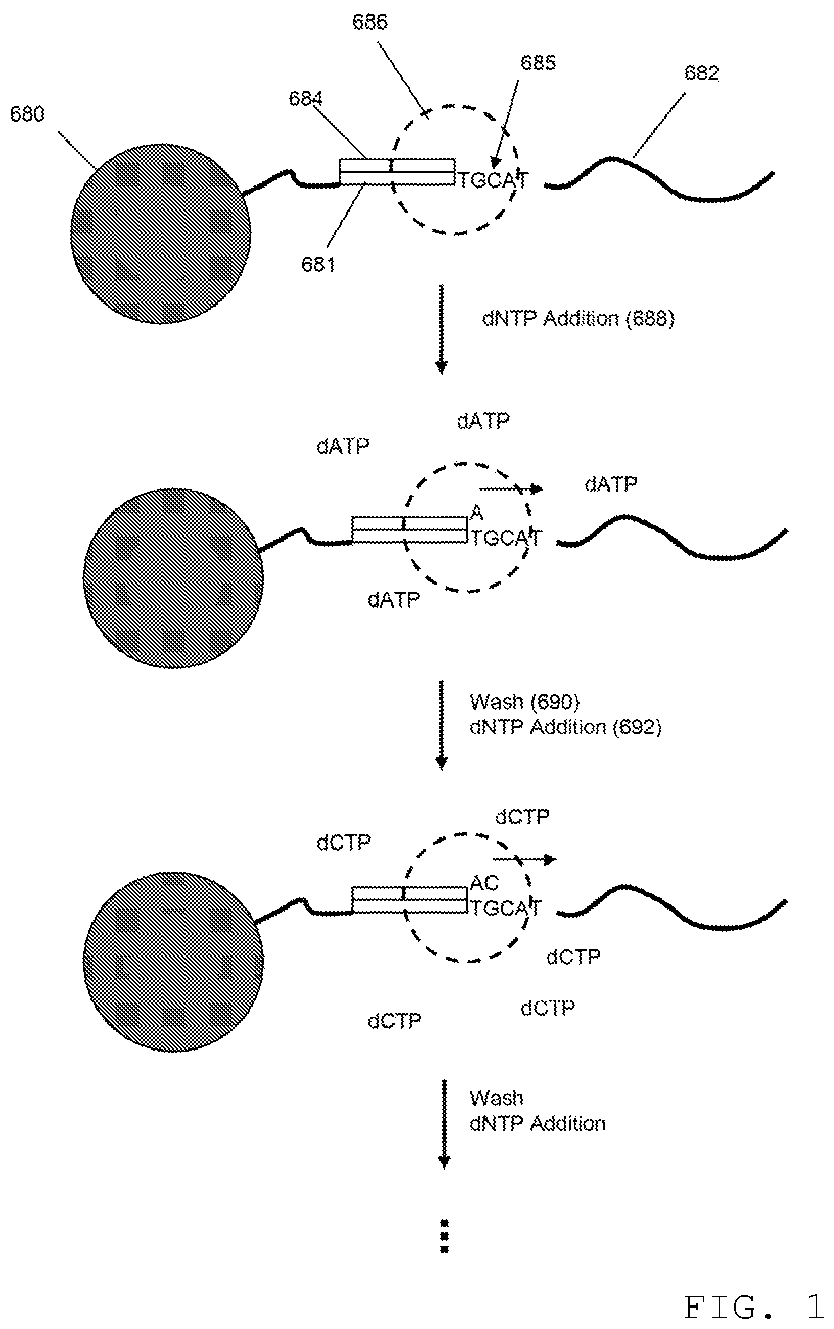 Patent US12338492 Figure 1 – Alternative nucleotide flows in sequencing-by-synthesis methods