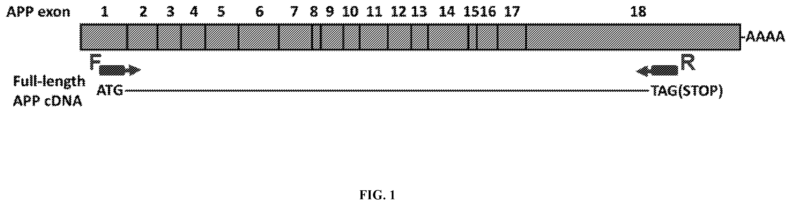 Patent US12338495 Figure 1 – Methods of diagnosing and treating Alzheimer's disease