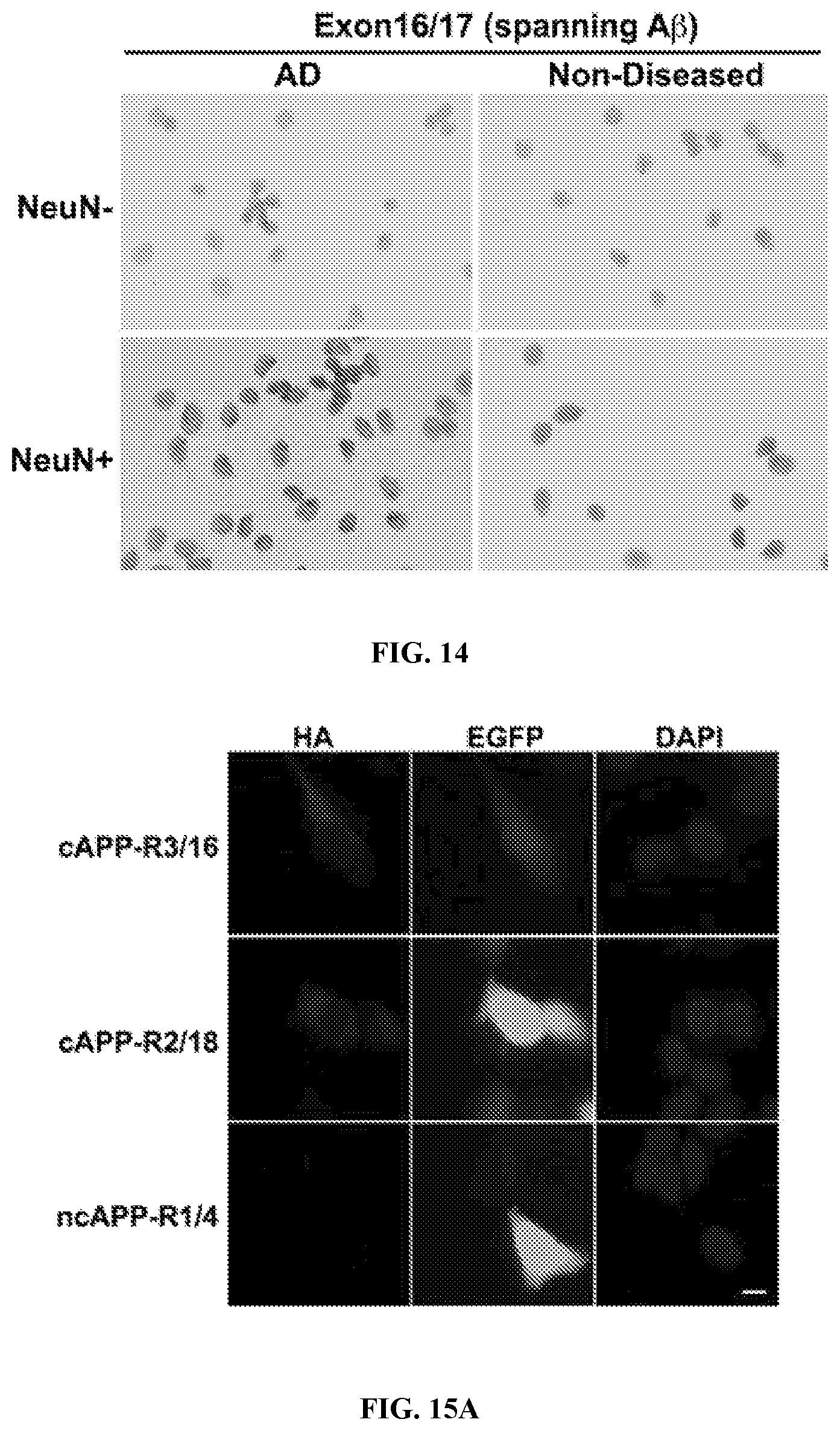 Patent US12338495 Figure 11 – Methods of diagnosing and treating Alzheimer's disease