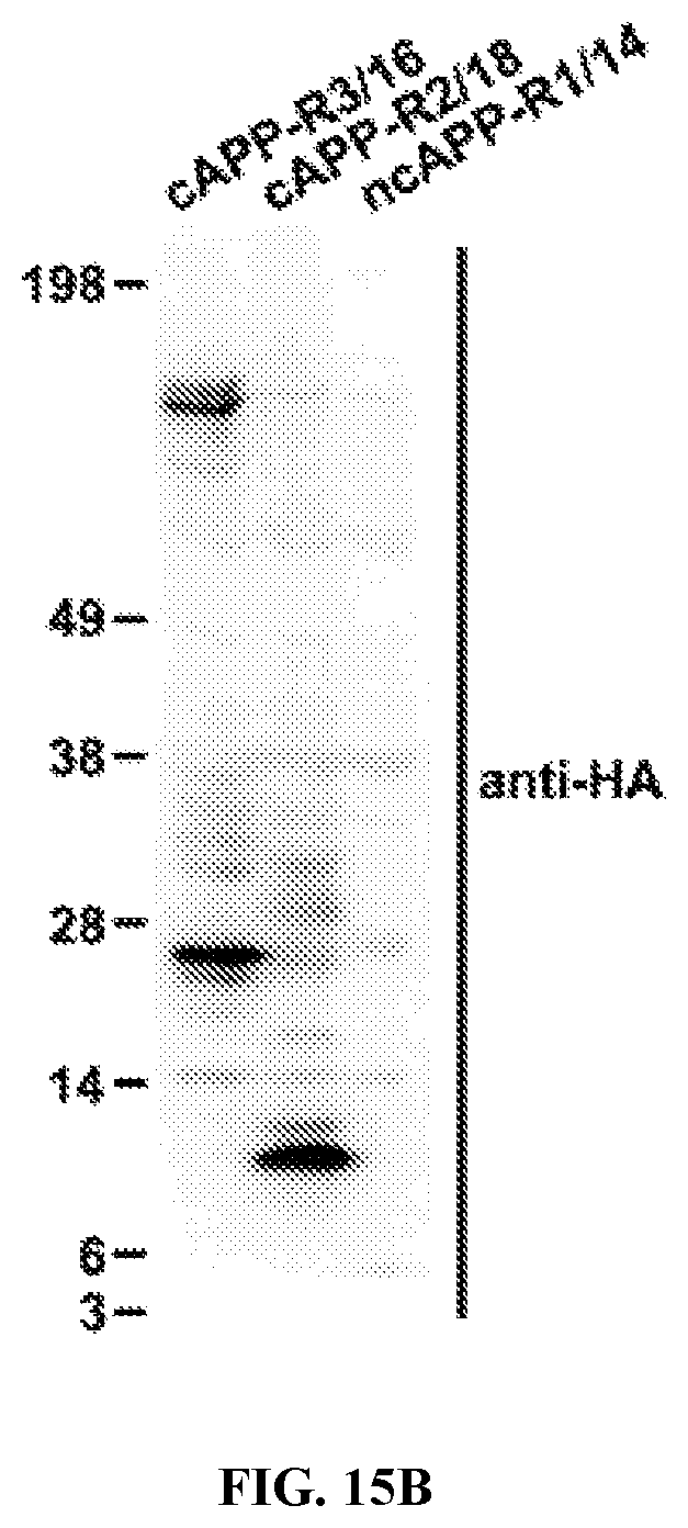 Patent US12338495 Figure 12 – Methods of diagnosing and treating Alzheimer's disease
