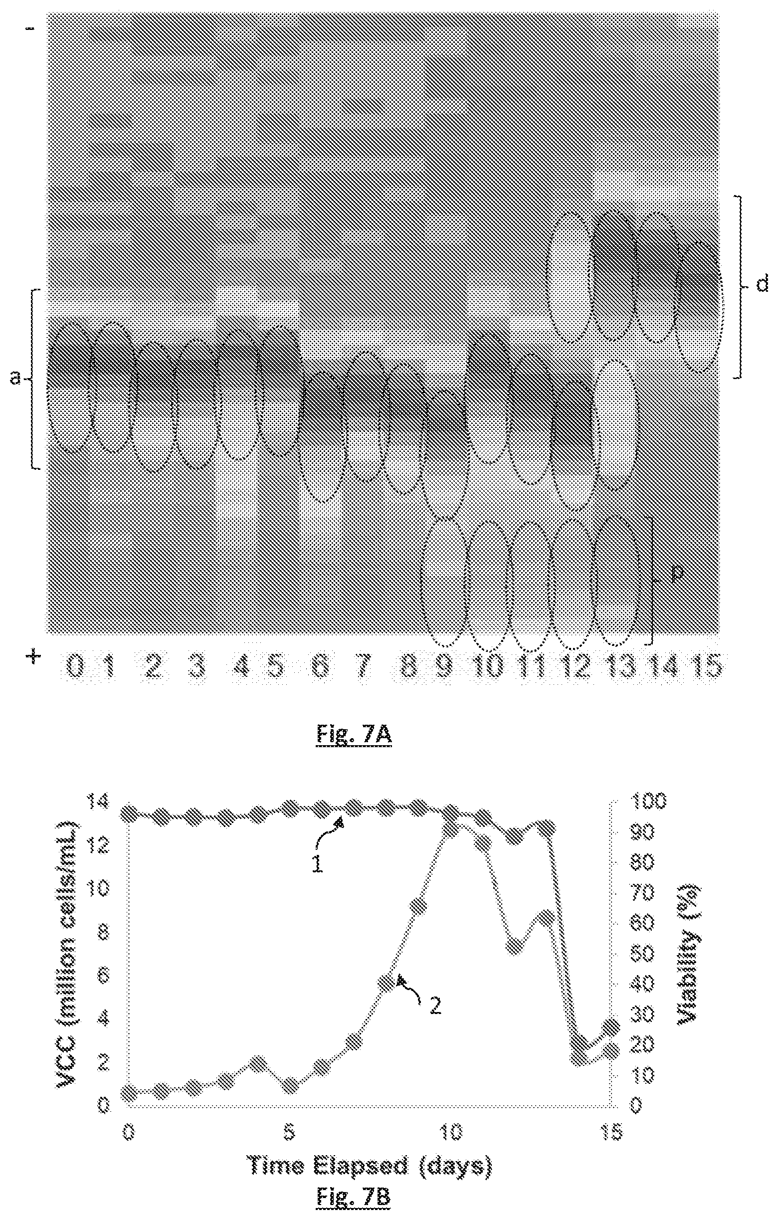 Patent US12339215 Figure 7 – Method for determining the viability of cells