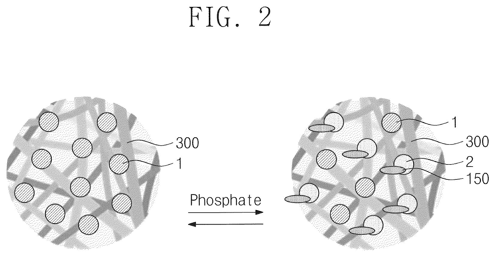 Patent US12339228 Figure 2 – Nanoparticles for sensing phosphate, method for manufacturing the same, and membrane for sensing phosphate including the same