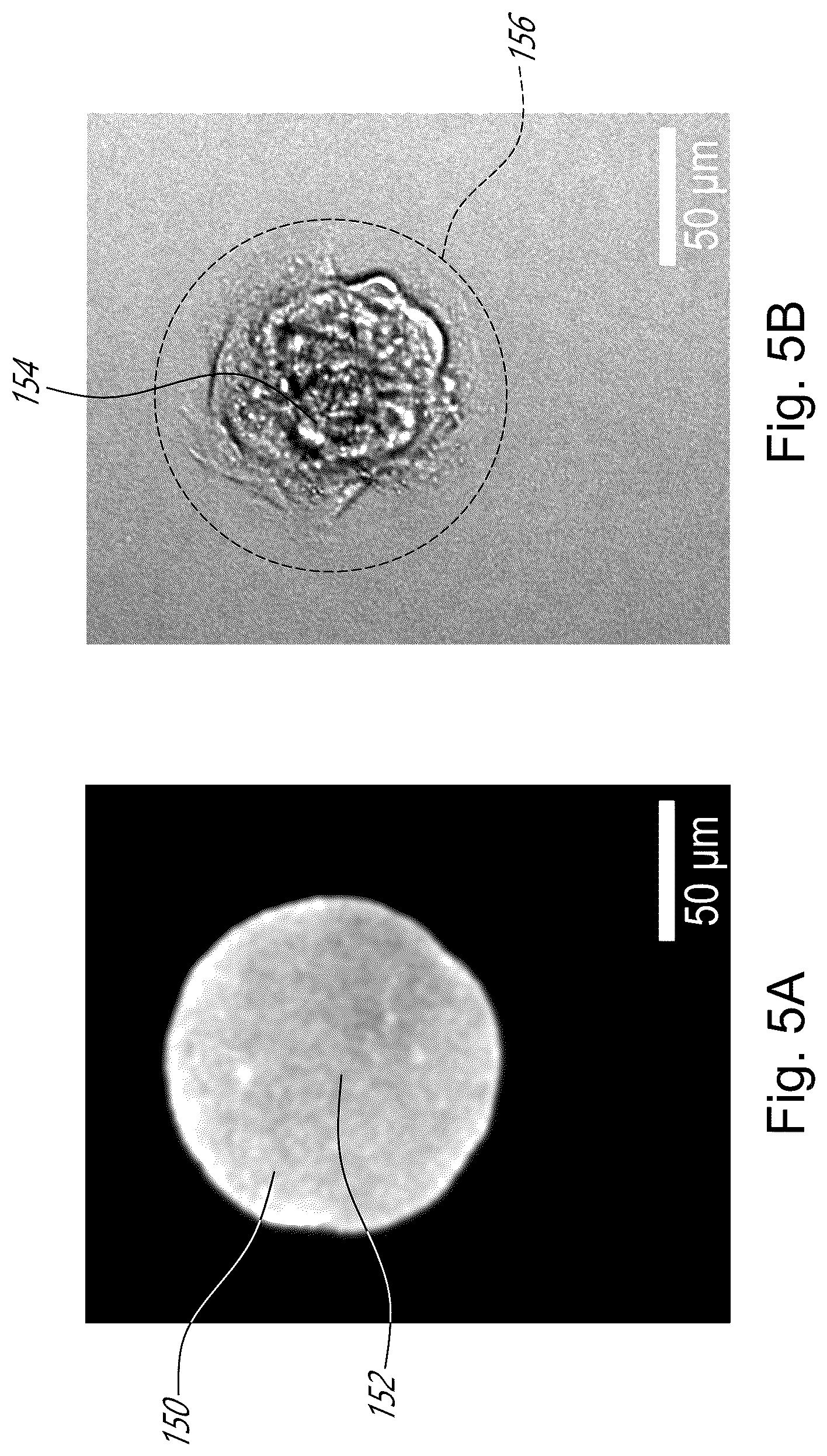 Patent US12339231 Figure 5 – Method and device for measuring cell contractility