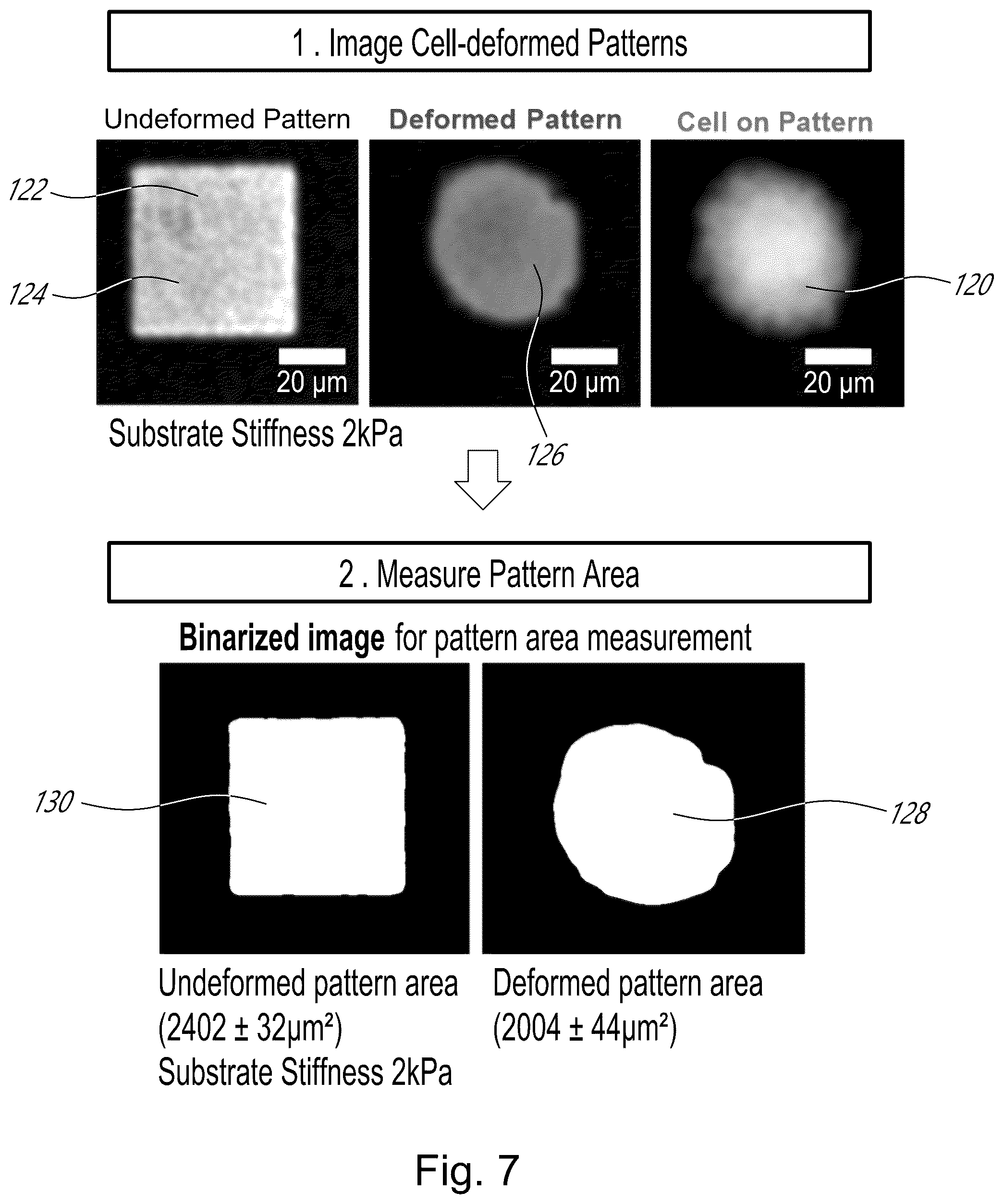 Patent US12339231 Figure 7 – Method and device for measuring cell contractility