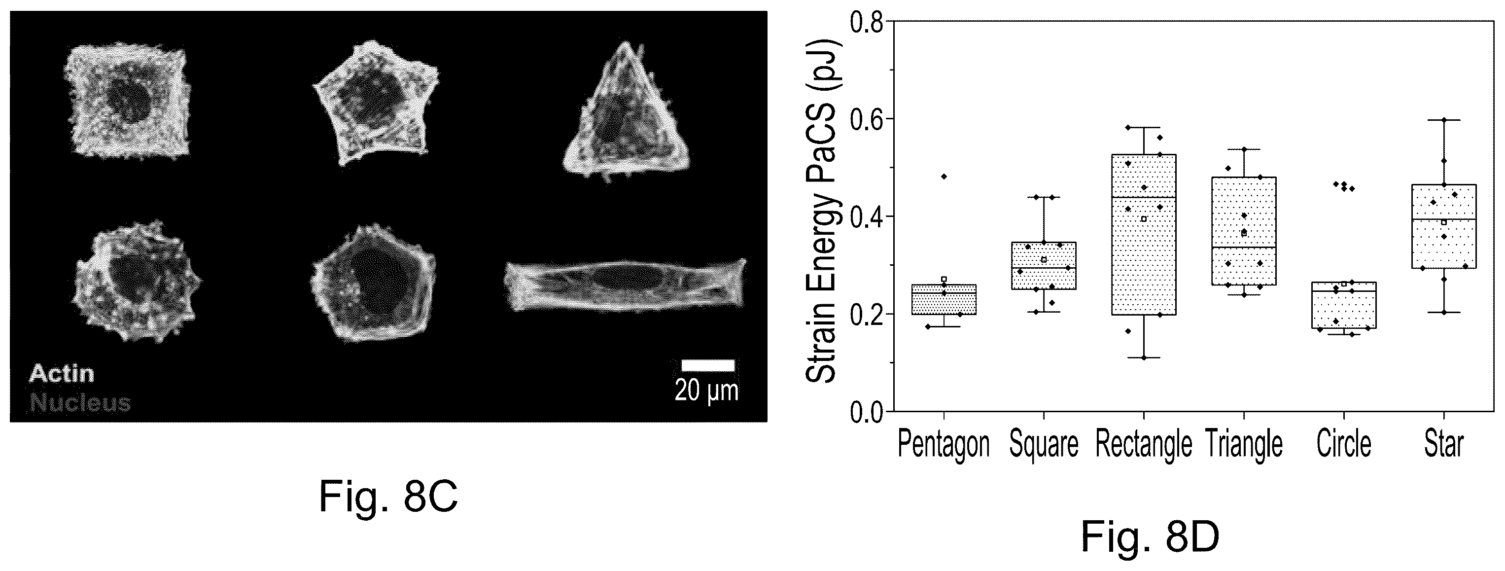 Patent US12339231 Figure 9 – Method and device for measuring cell contractility