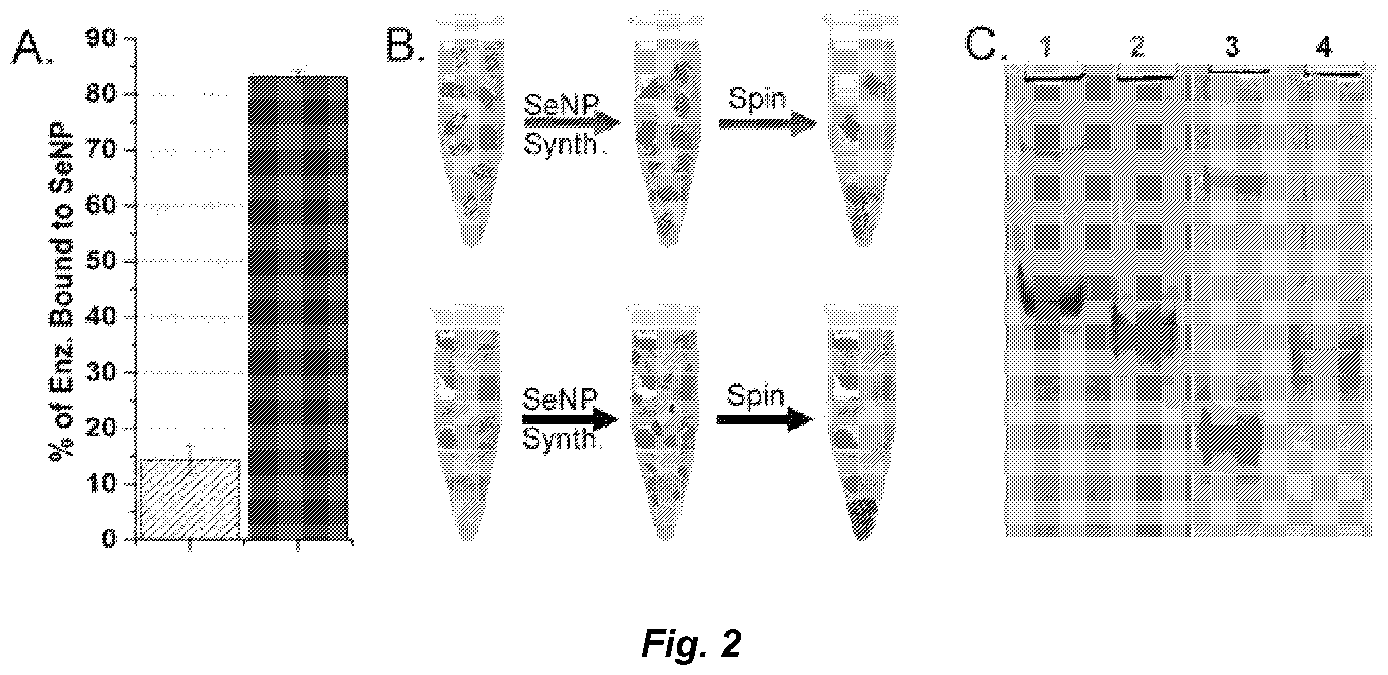 Patent US12339286 Figure 2 – Metal-reducing enzymatic tag for optical and electron microscopy