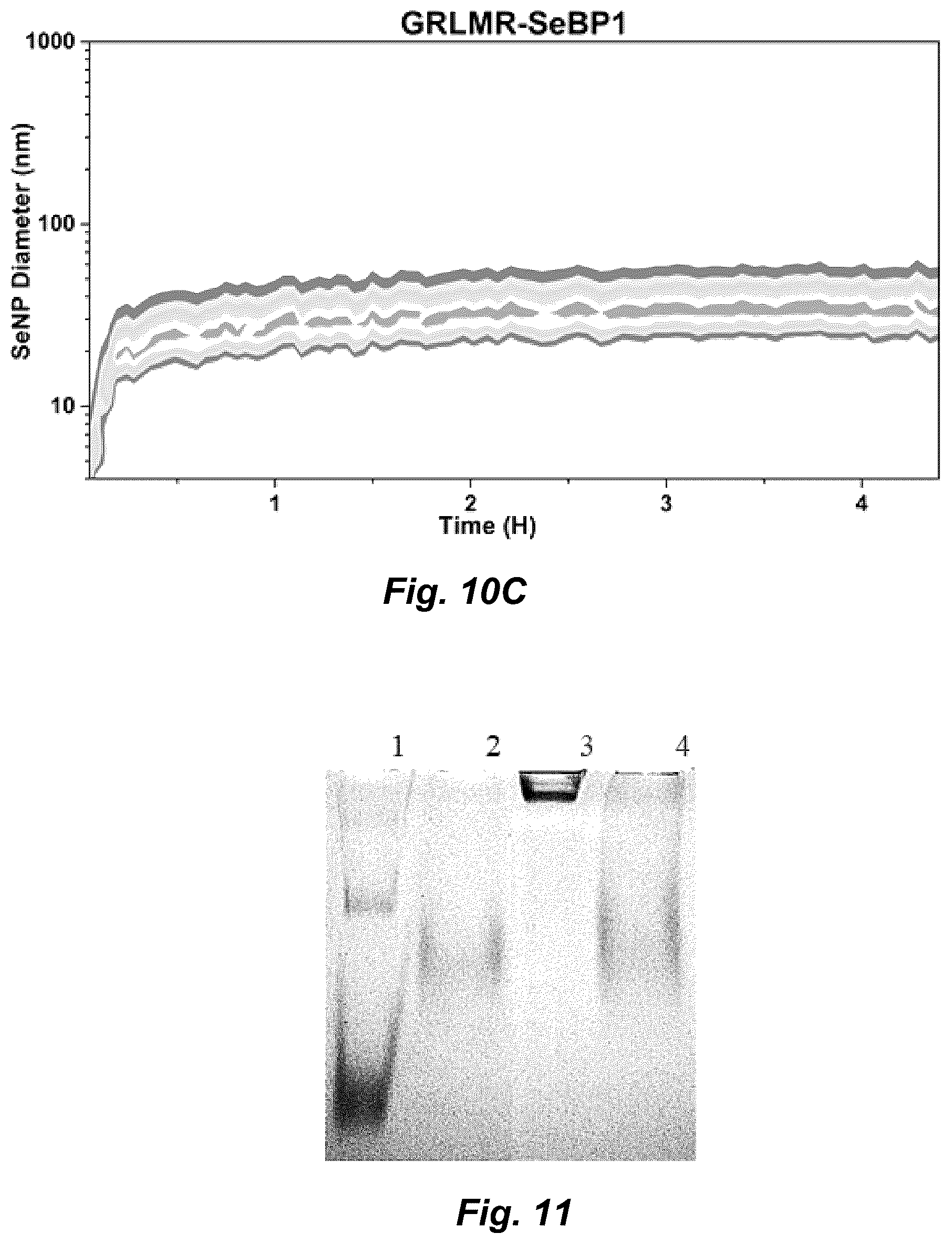 Patent US12339286 Figure 10 – Metal-reducing enzymatic tag for optical and electron microscopy