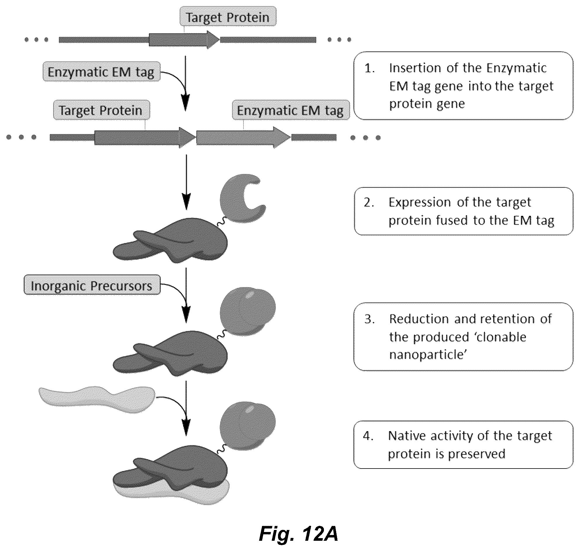 Patent US12339286 Figure 11 – Metal-reducing enzymatic tag for optical and electron microscopy
