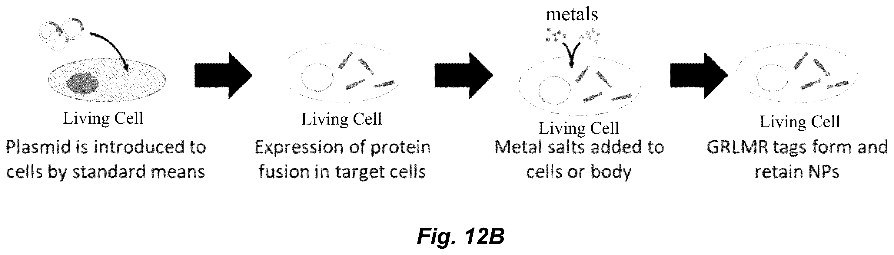 Patent US12339286 Figure 12 – Metal-reducing enzymatic tag for optical and electron microscopy