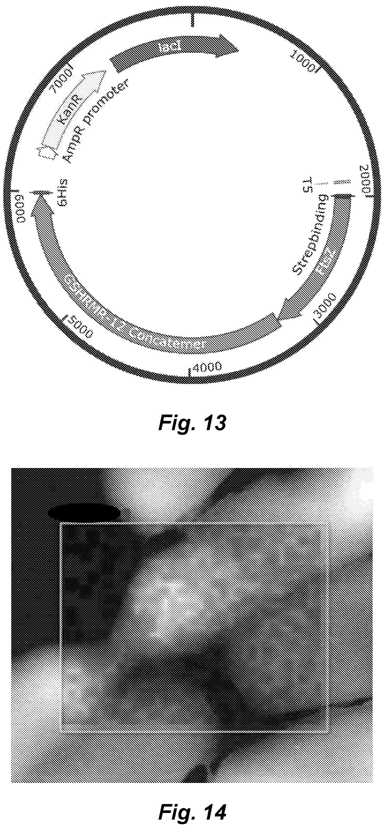 Patent US12339286 Figure 13 – Metal-reducing enzymatic tag for optical and electron microscopy