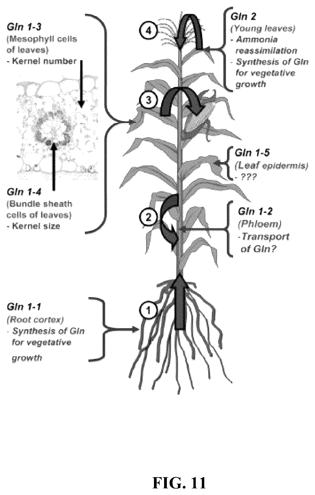 Patent US12342746 Figure 12 – System and method for real-time crop management