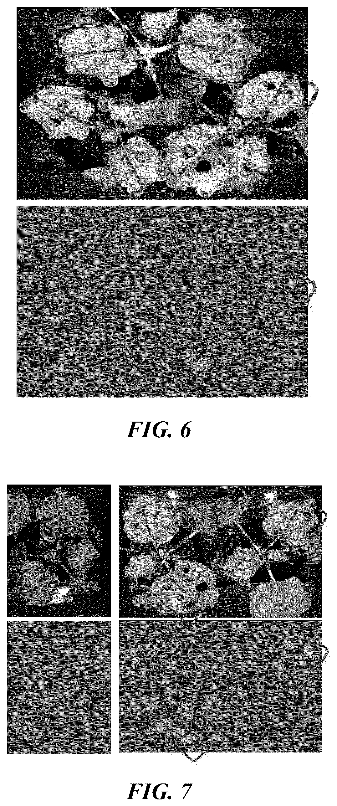 Patent US12342773 Figure 3 – Method of treating plant, method of producing plant infected with microorganism, method of producing fermented plant product, and plant treatment apparatus