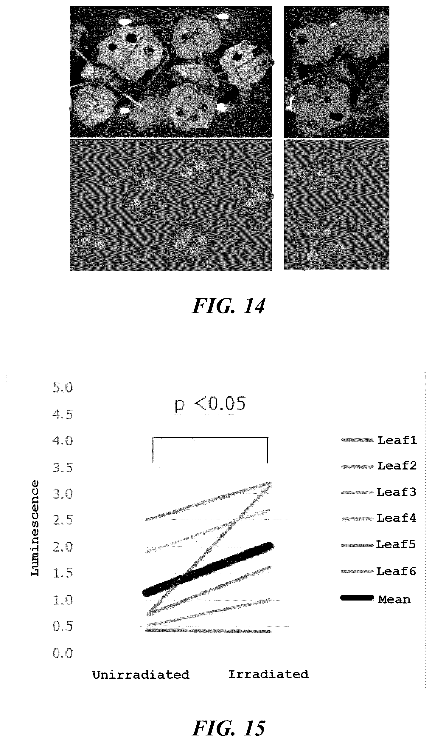 Patent US12342773 Figure 7 – Method of treating plant, method of producing plant infected with microorganism, method of producing fermented plant product, and plant treatment apparatus