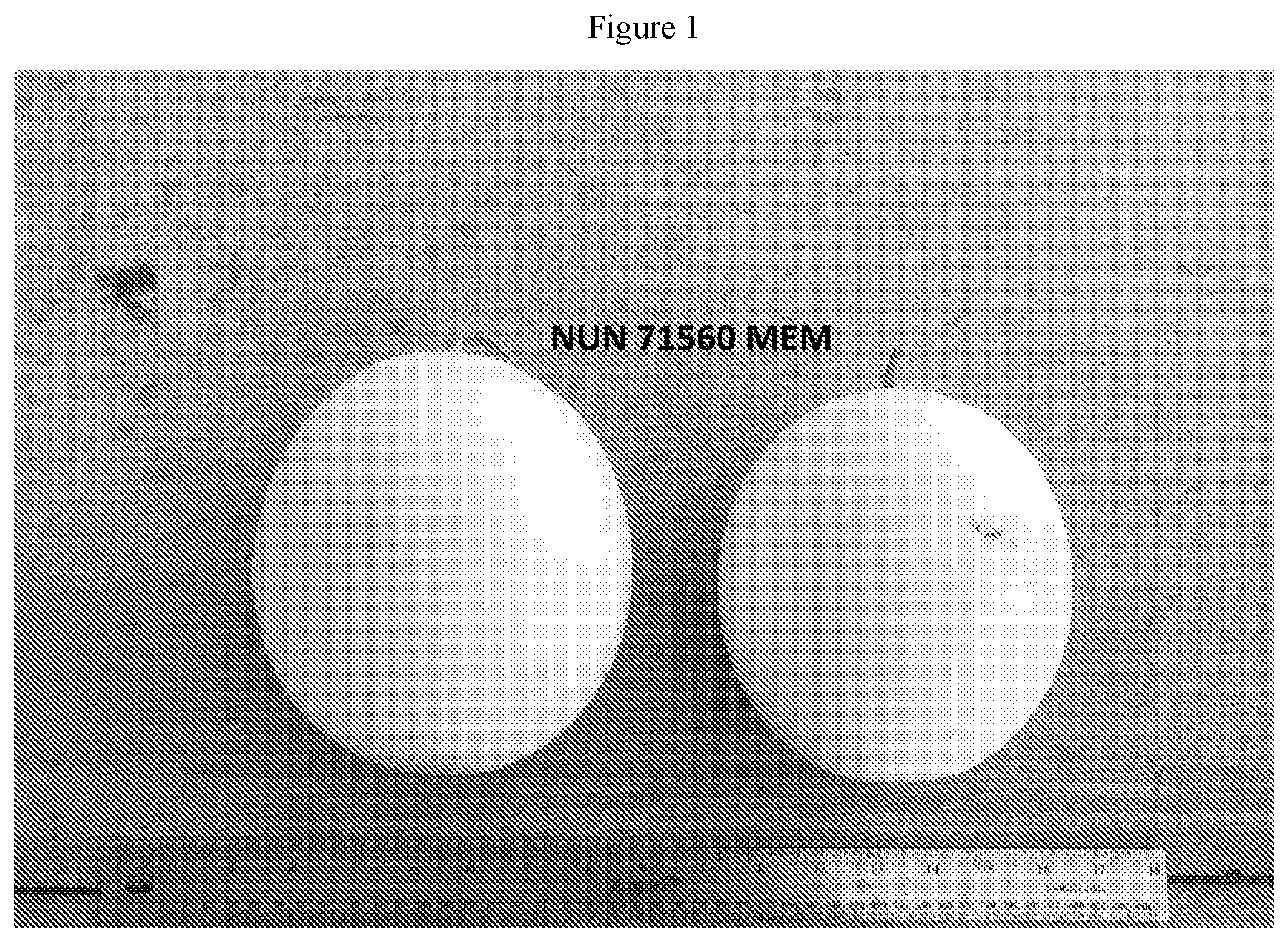 Patent US12342774 Figure 1 – Melon variety NUN 71560 MEM