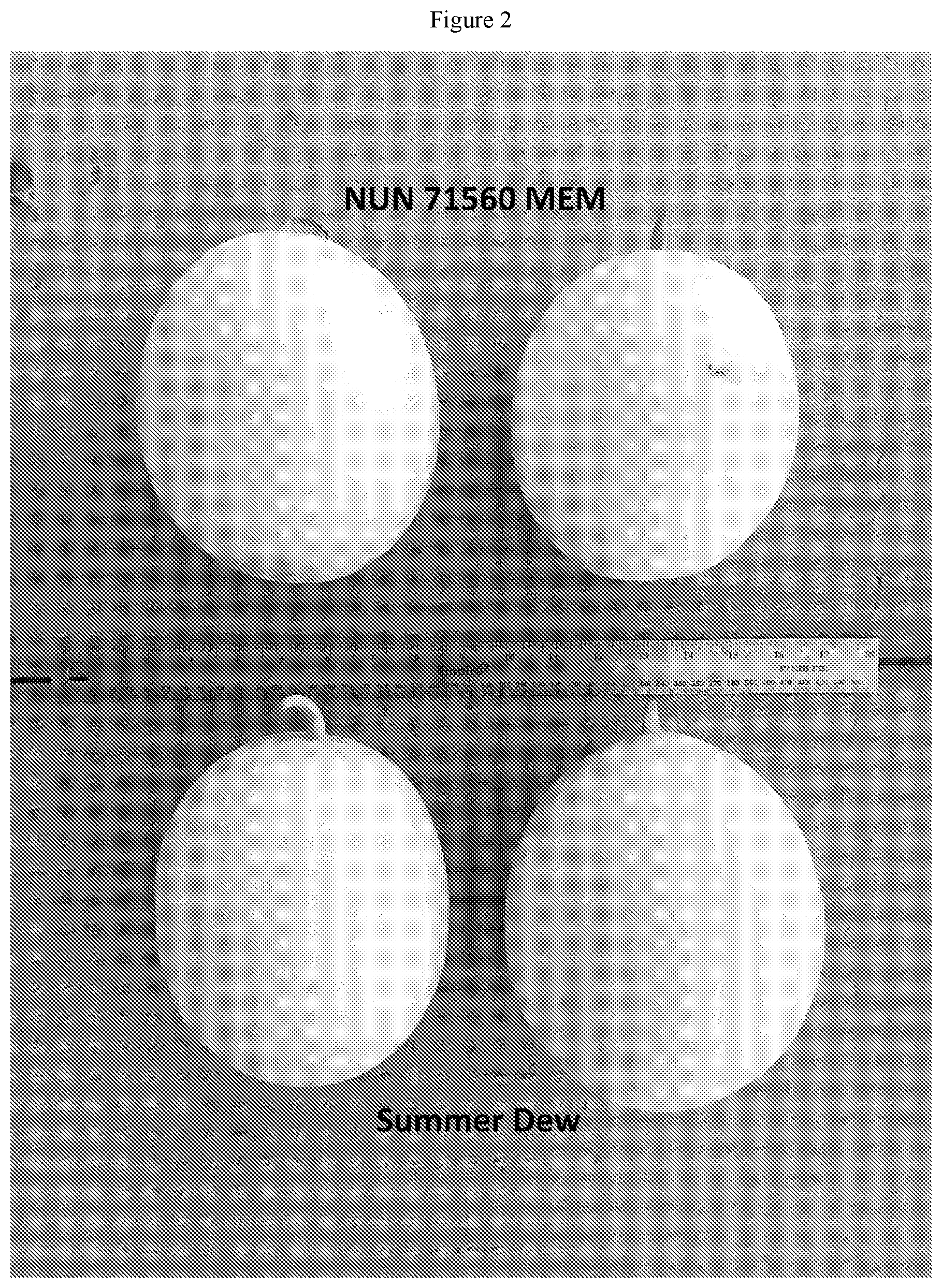 Patent US12342774 Figure 2 – Melon variety NUN 71560 MEM