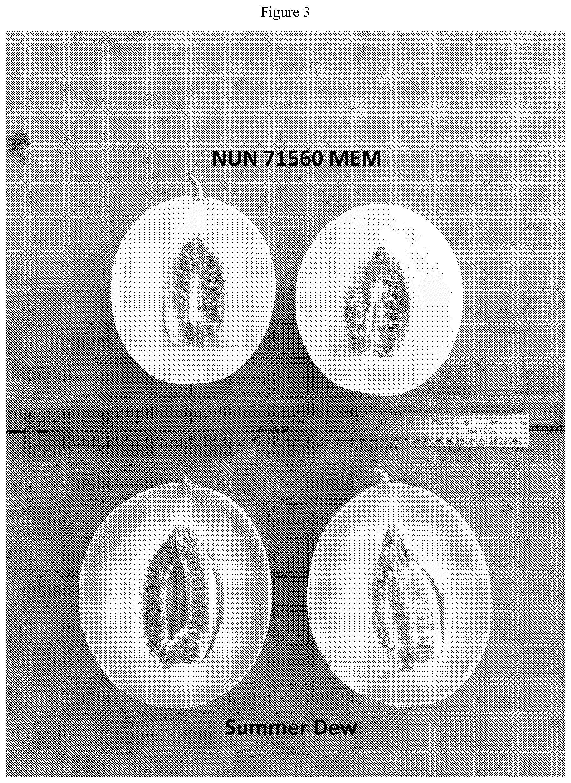 Patent US12342774 Figure 3 – Melon variety NUN 71560 MEM