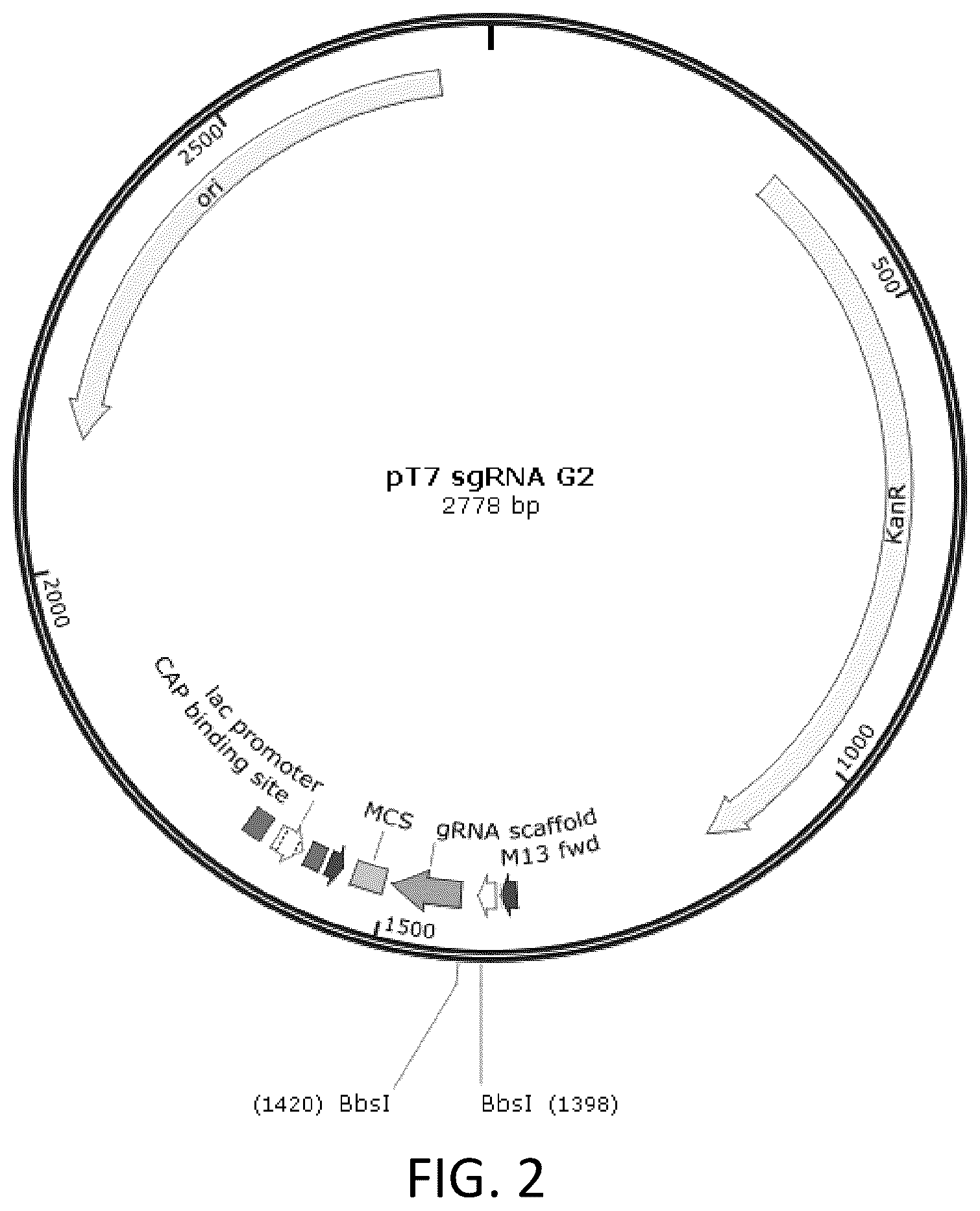 Patent US12342800 Figure 2 – Immunodeficient non-human animal