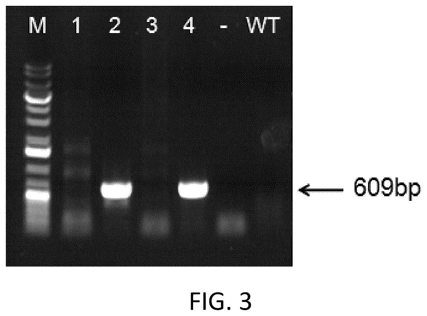 Patent US12342800 Figure 3 – Immunodeficient non-human animal