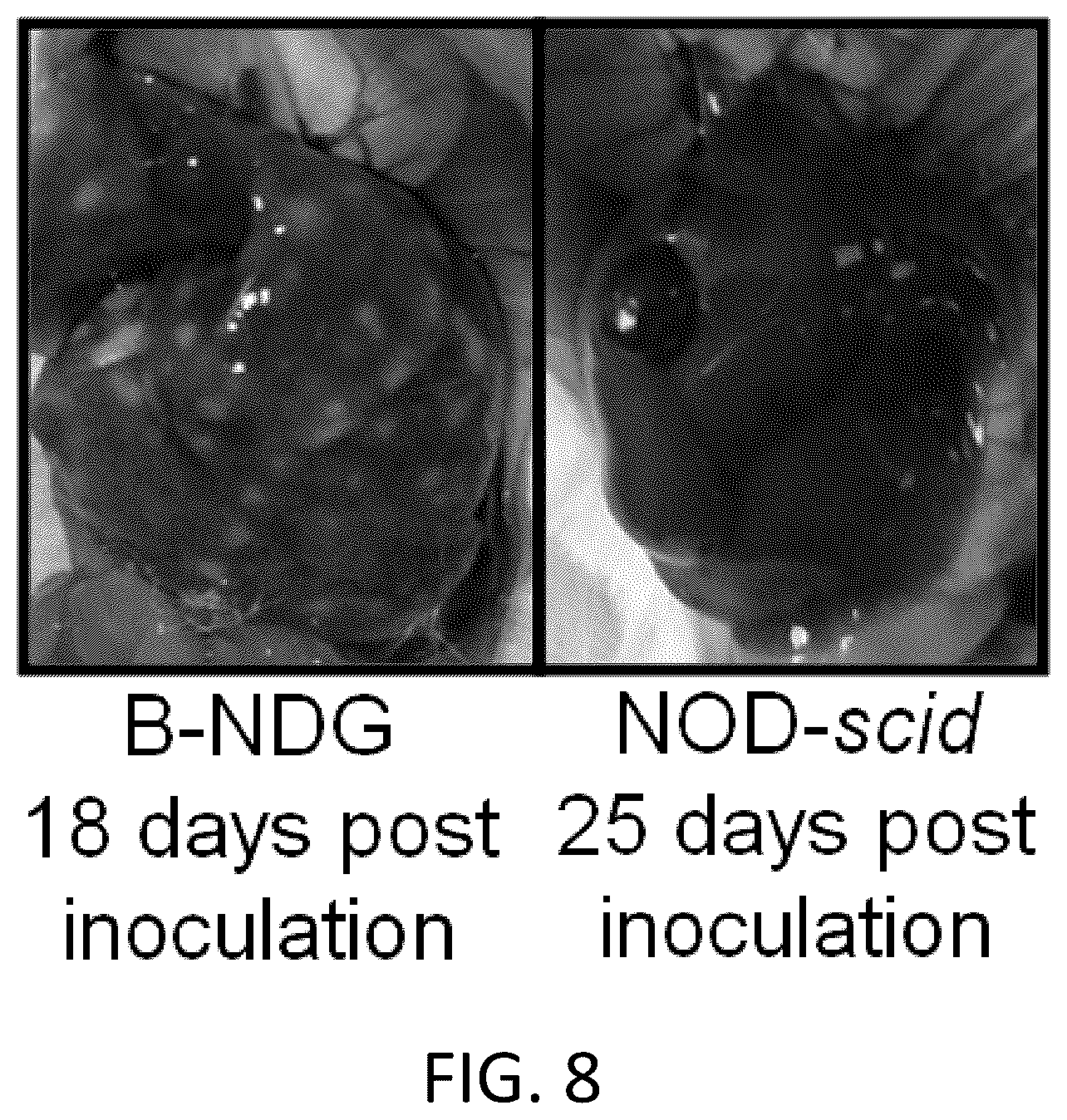 Patent US12342800 Figure 8 – Immunodeficient non-human animal