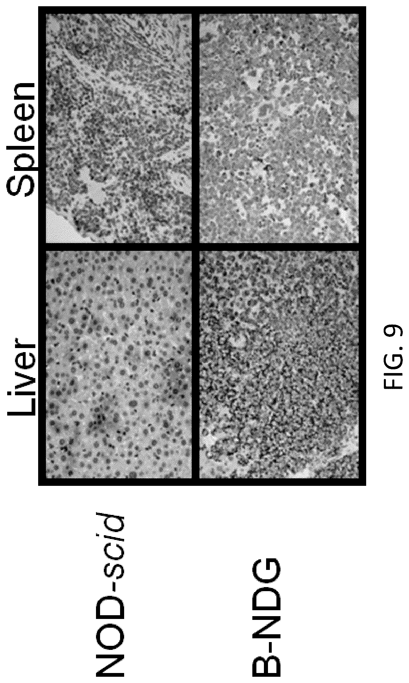 Patent US12342800 Figure 9 – Immunodeficient non-human animal