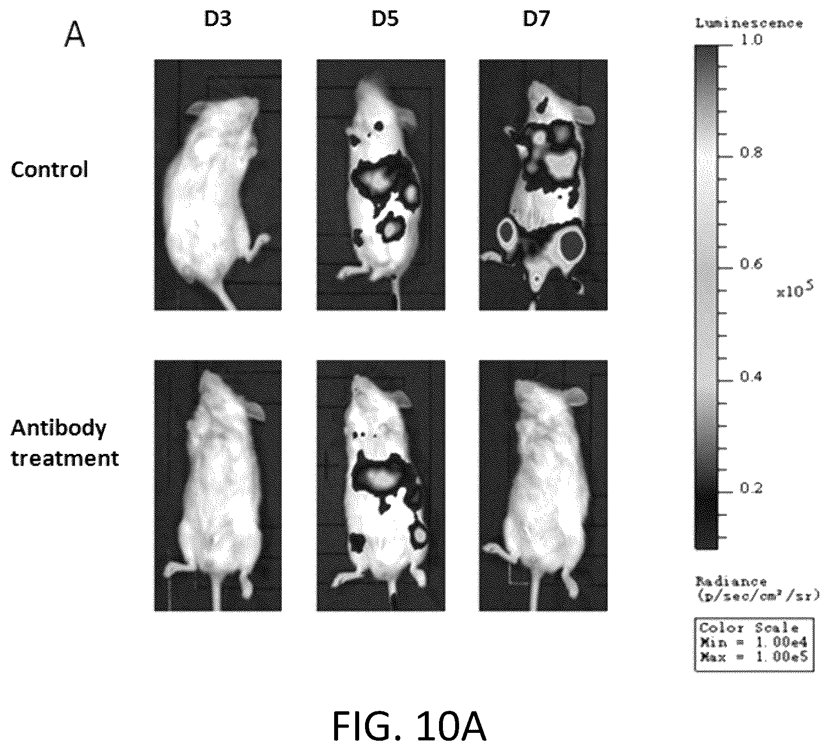 Patent US12342800 Figure 10 – Immunodeficient non-human animal