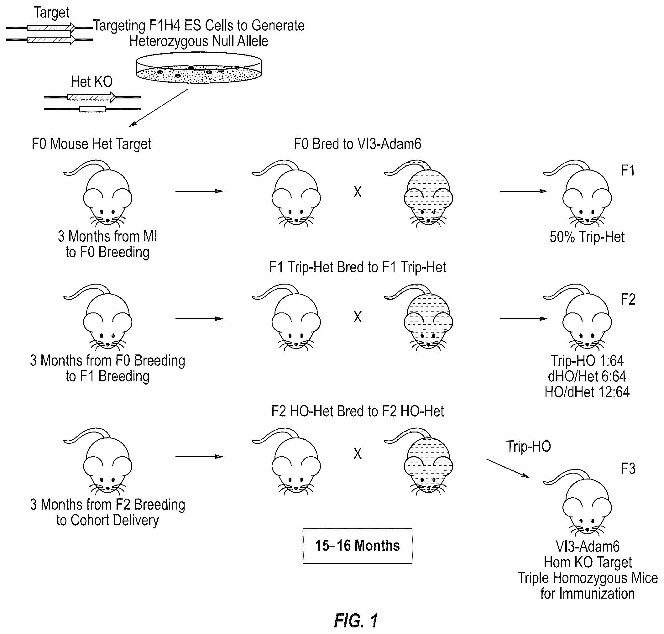 Patent US12342801 Figure 1 – Methods for producing antigen-binding proteins against foreign antigens