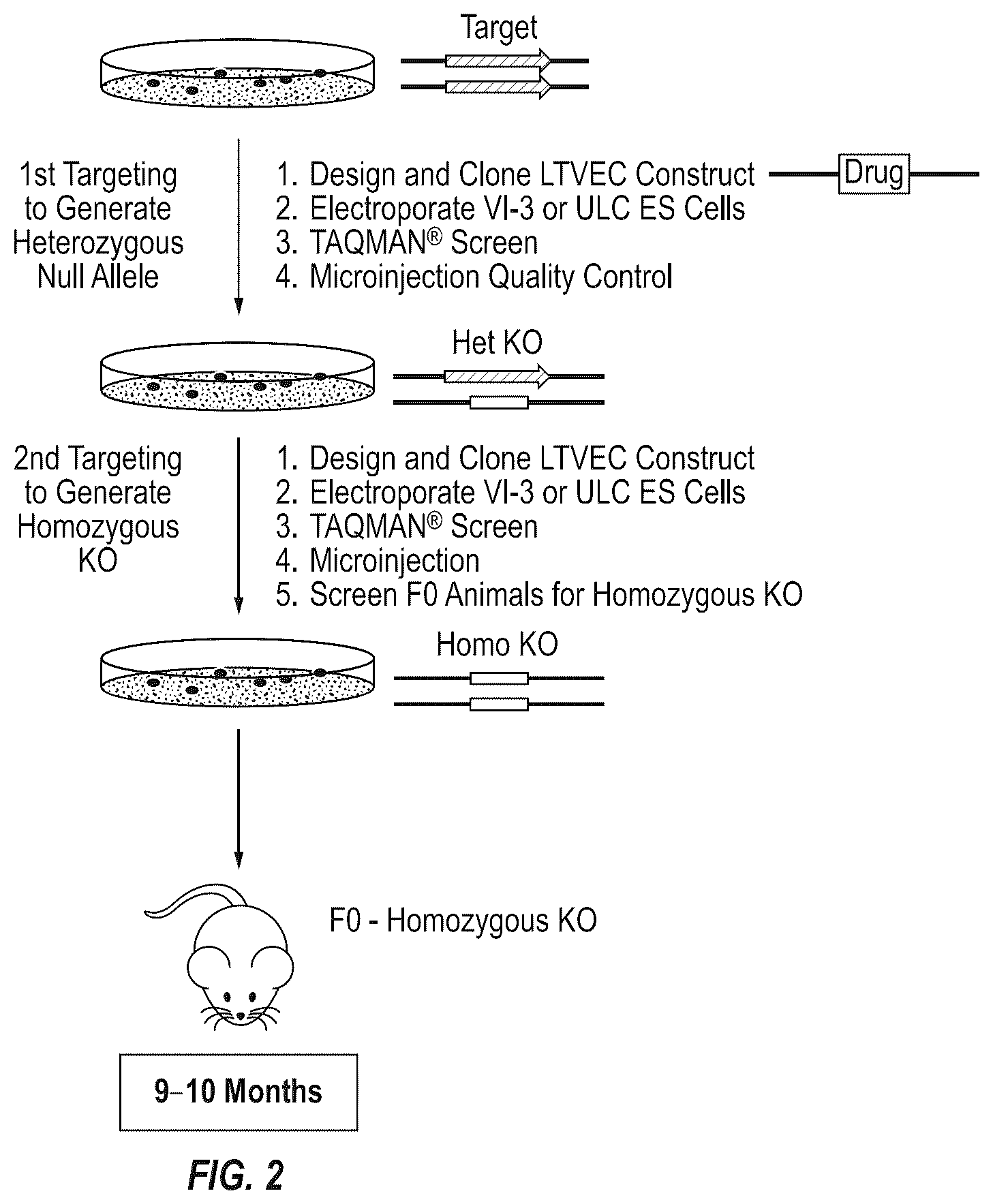 Patent US12342801 Figure 2 – Methods for producing antigen-binding proteins against foreign antigens