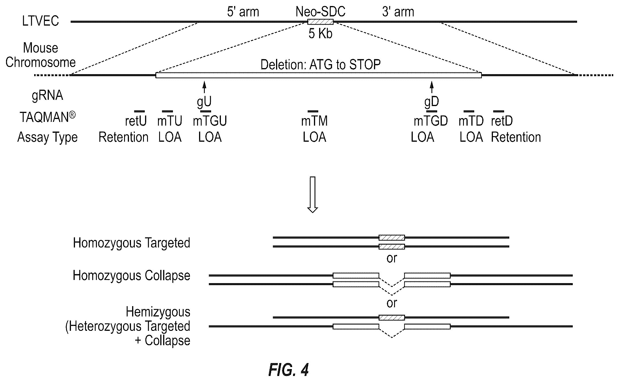 Patent US12342801 Figure 4 – Methods for producing antigen-binding proteins against foreign antigens