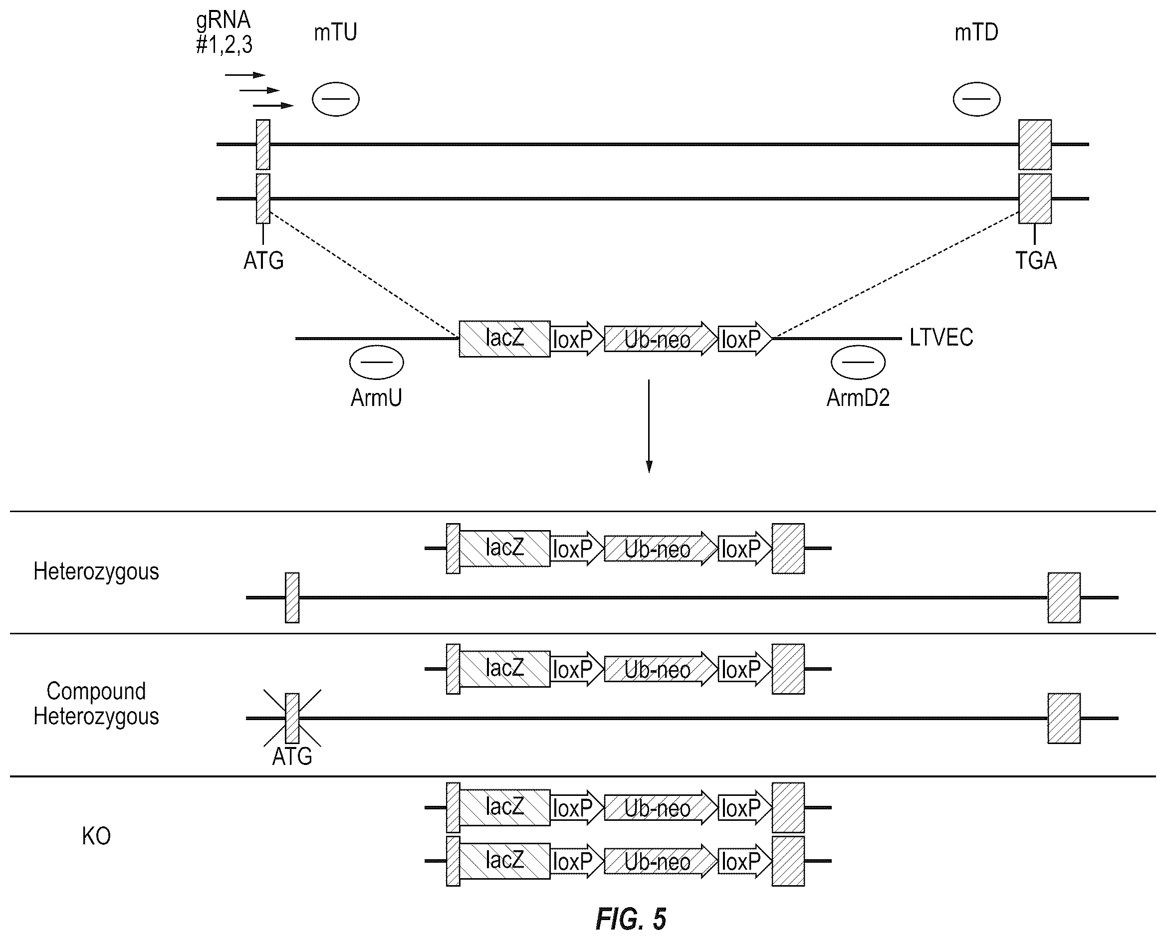 Patent US12342801 Figure 5 – Methods for producing antigen-binding proteins against foreign antigens