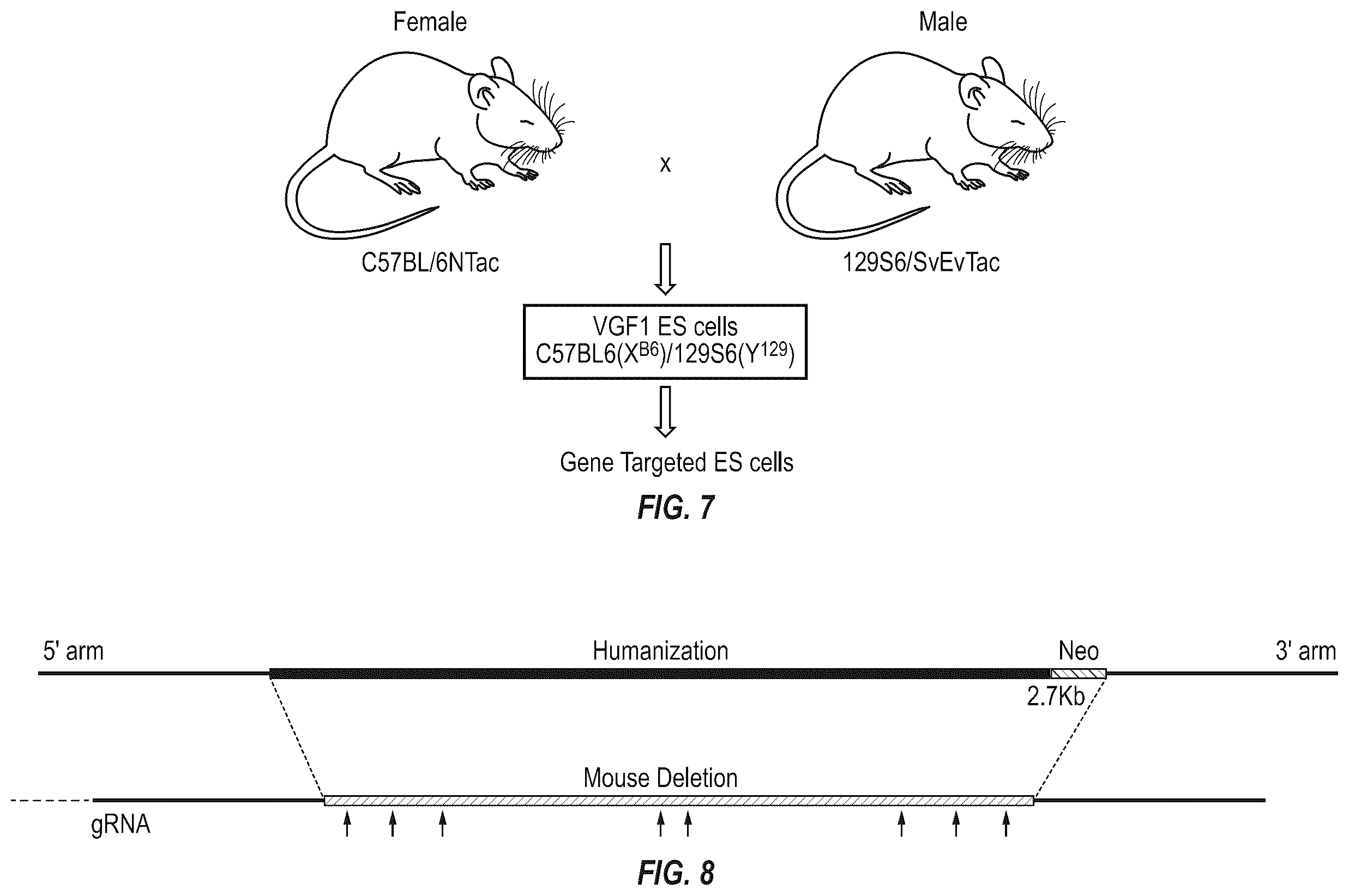Patent US12342801 Figure 7 – Methods for producing antigen-binding proteins against foreign antigens