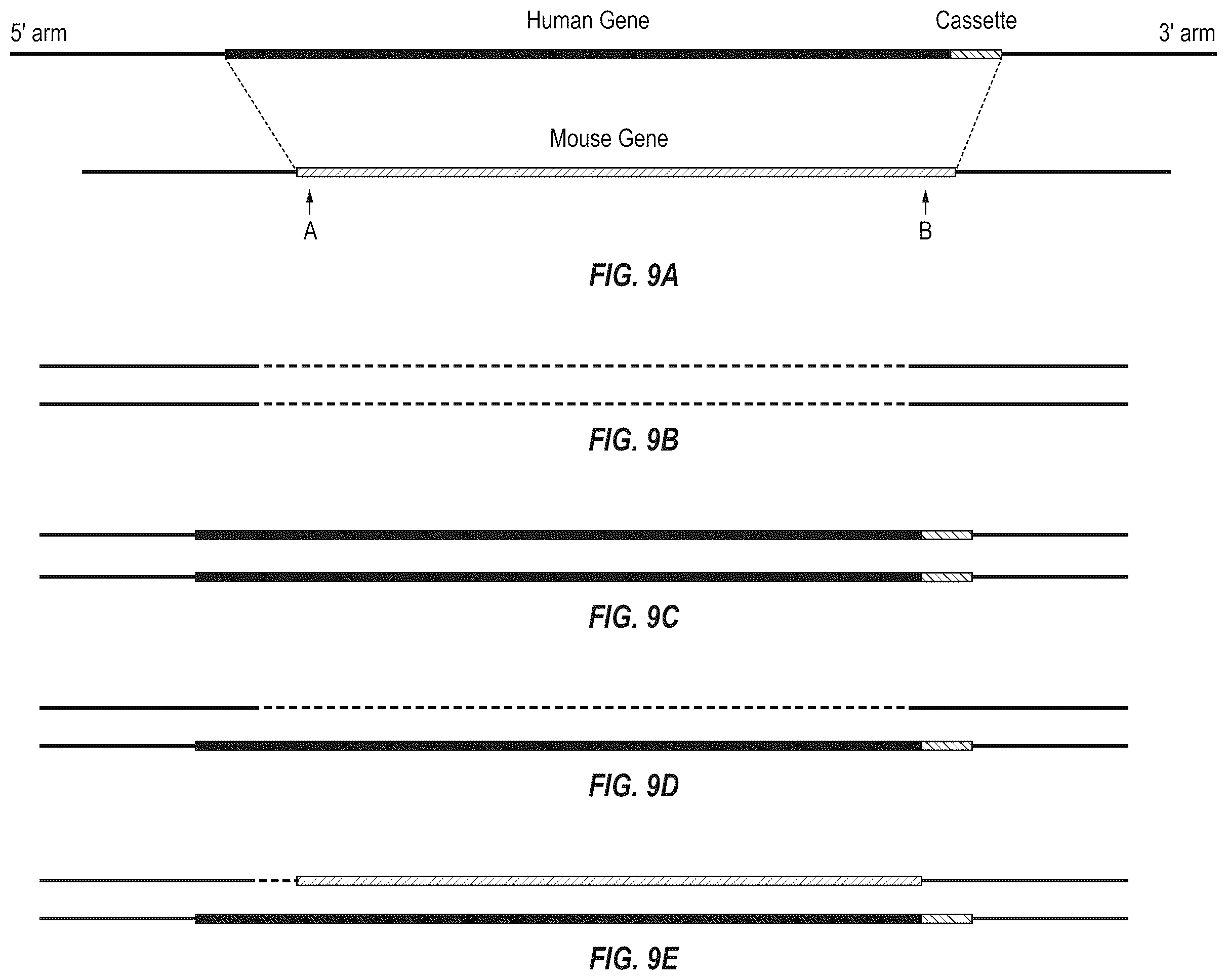 Patent US12342801 Figure 8 – Methods for producing antigen-binding proteins against foreign antigens