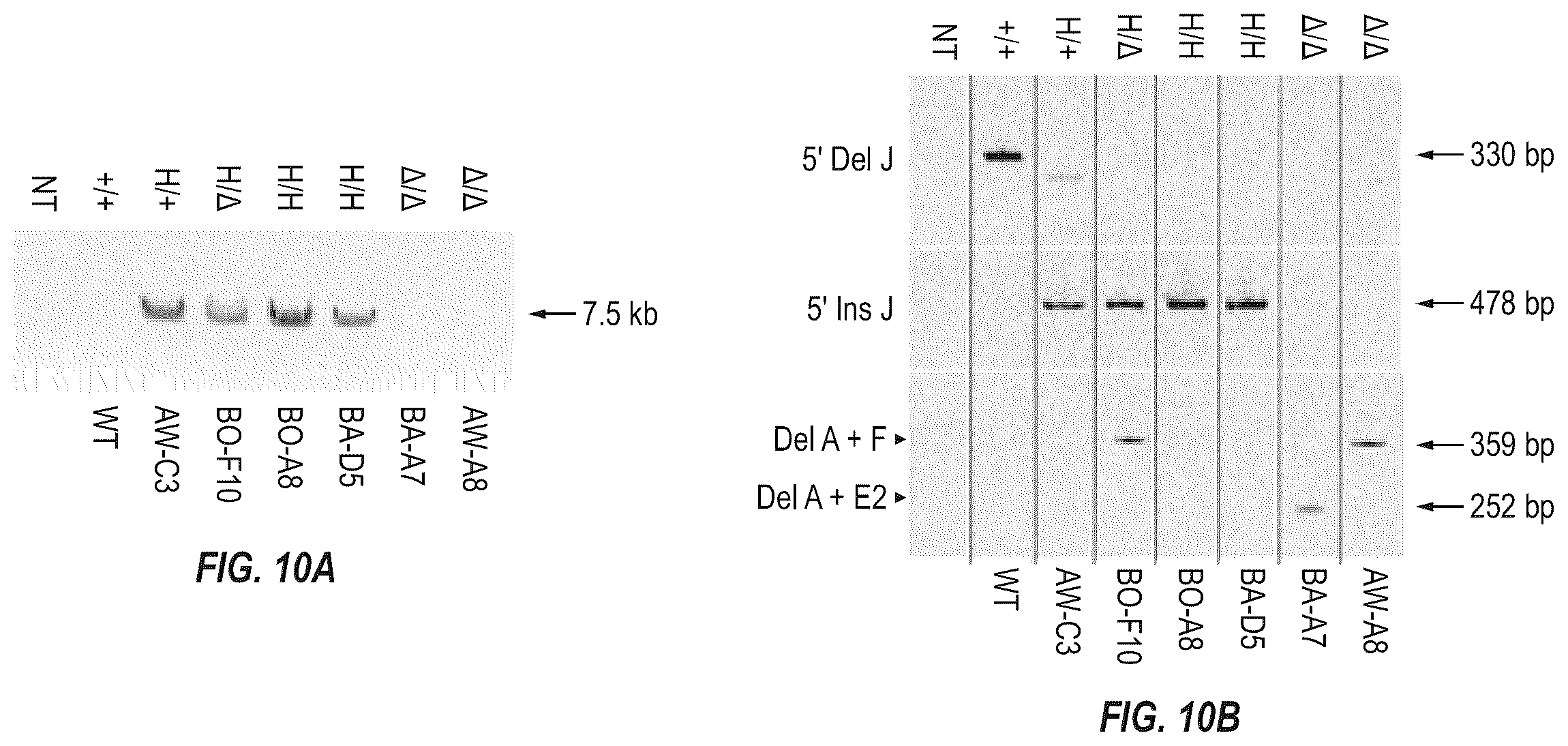 Patent US12342801 Figure 9 – Methods for producing antigen-binding proteins against foreign antigens