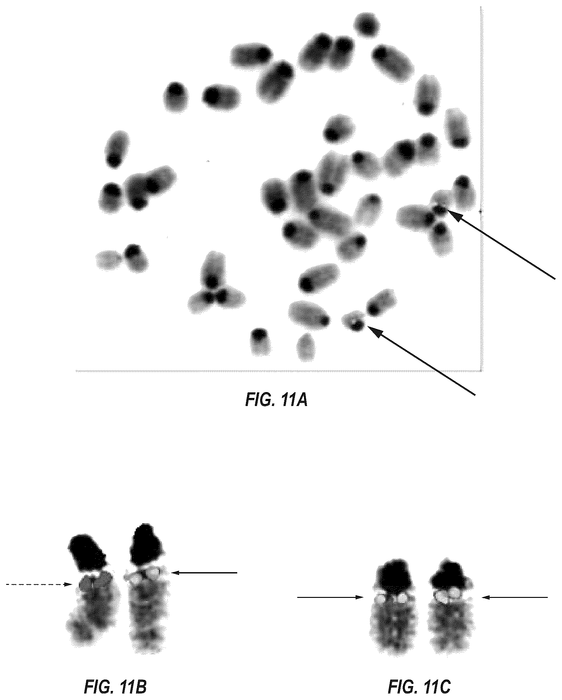 Patent US12342801 Figure 10 – Methods for producing antigen-binding proteins against foreign antigens