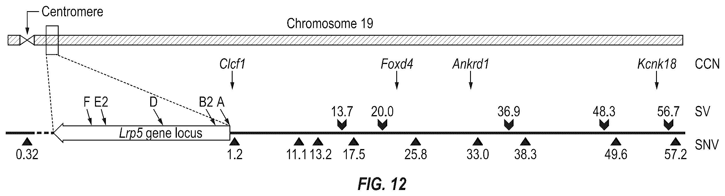 Patent US12342801 Figure 11 – Methods for producing antigen-binding proteins against foreign antigens