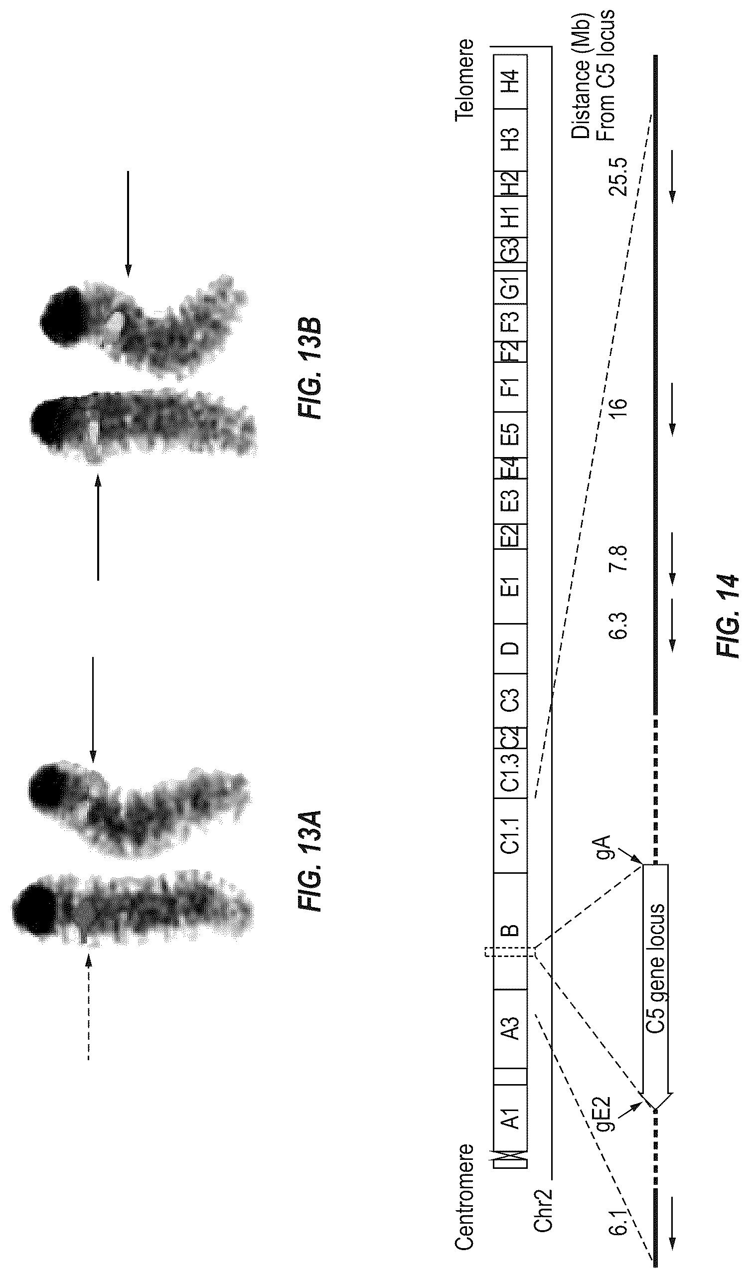 Patent US12342801 Figure 12 – Methods for producing antigen-binding proteins against foreign antigens