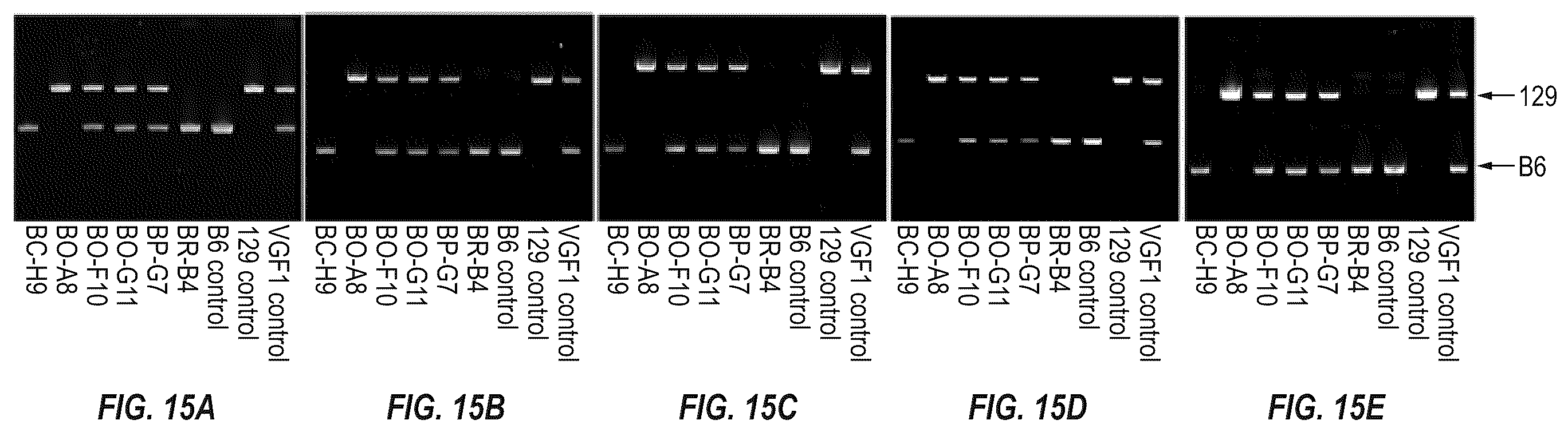 Patent US12342801 Figure 13 – Methods for producing antigen-binding proteins against foreign antigens