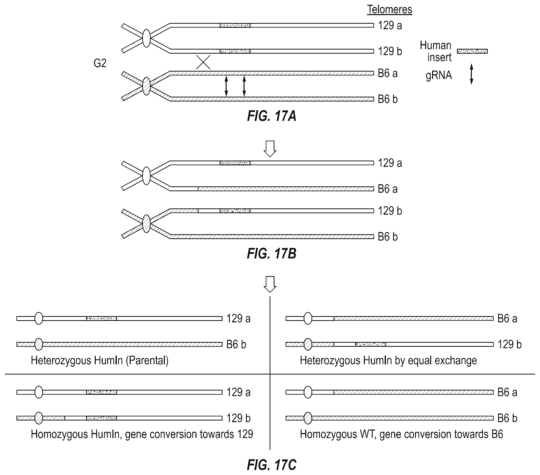Patent US12342801 Figure 15 – Methods for producing antigen-binding proteins against foreign antigens
