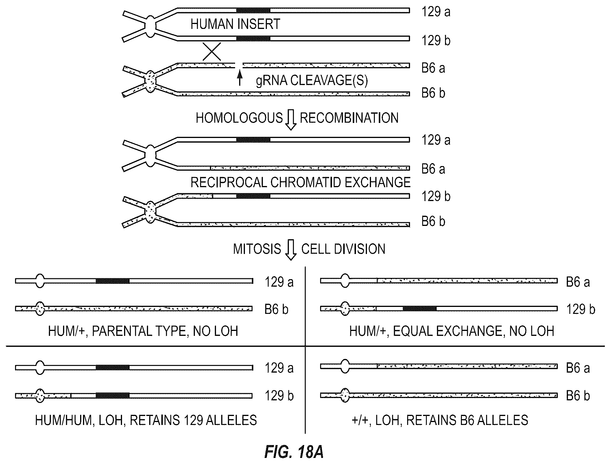 Patent US12342801 Figure 16 – Methods for producing antigen-binding proteins against foreign antigens