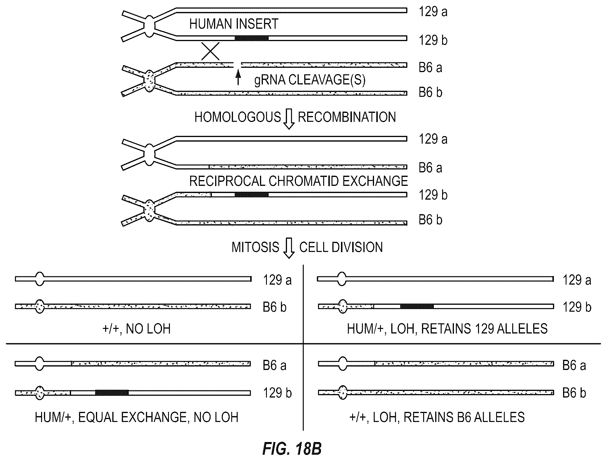 Patent US12342801 Figure 17 – Methods for producing antigen-binding proteins against foreign antigens