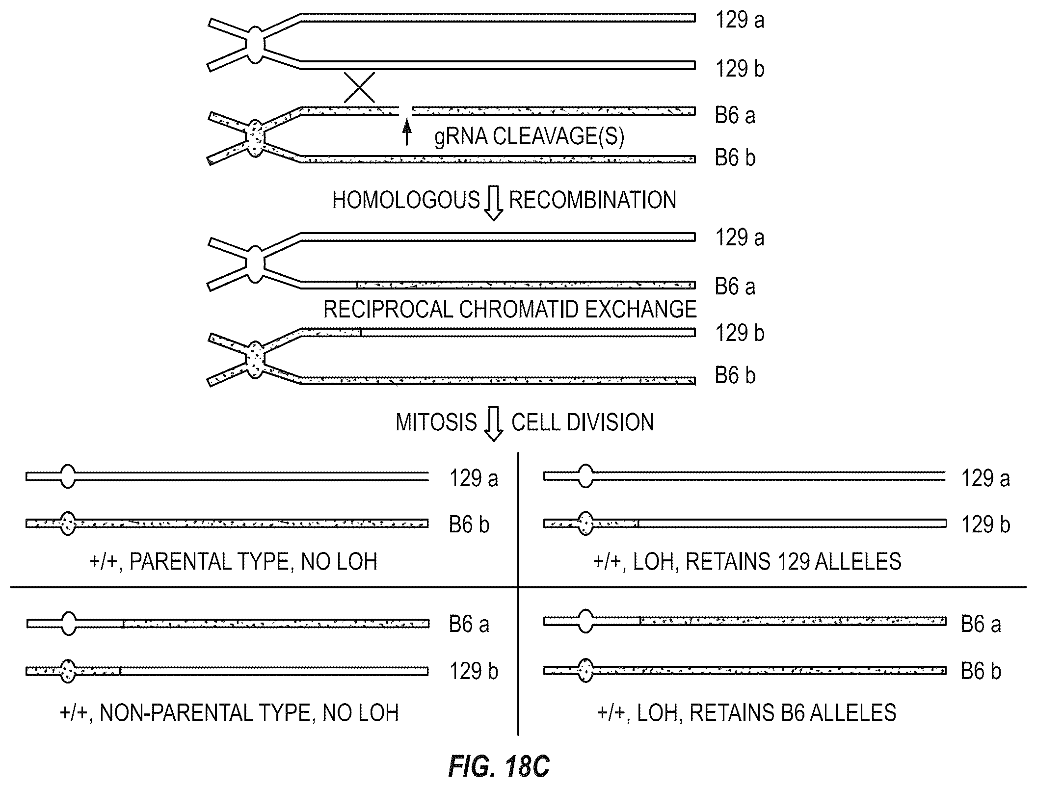 Patent US12342801 Figure 18 – Methods for producing antigen-binding proteins against foreign antigens